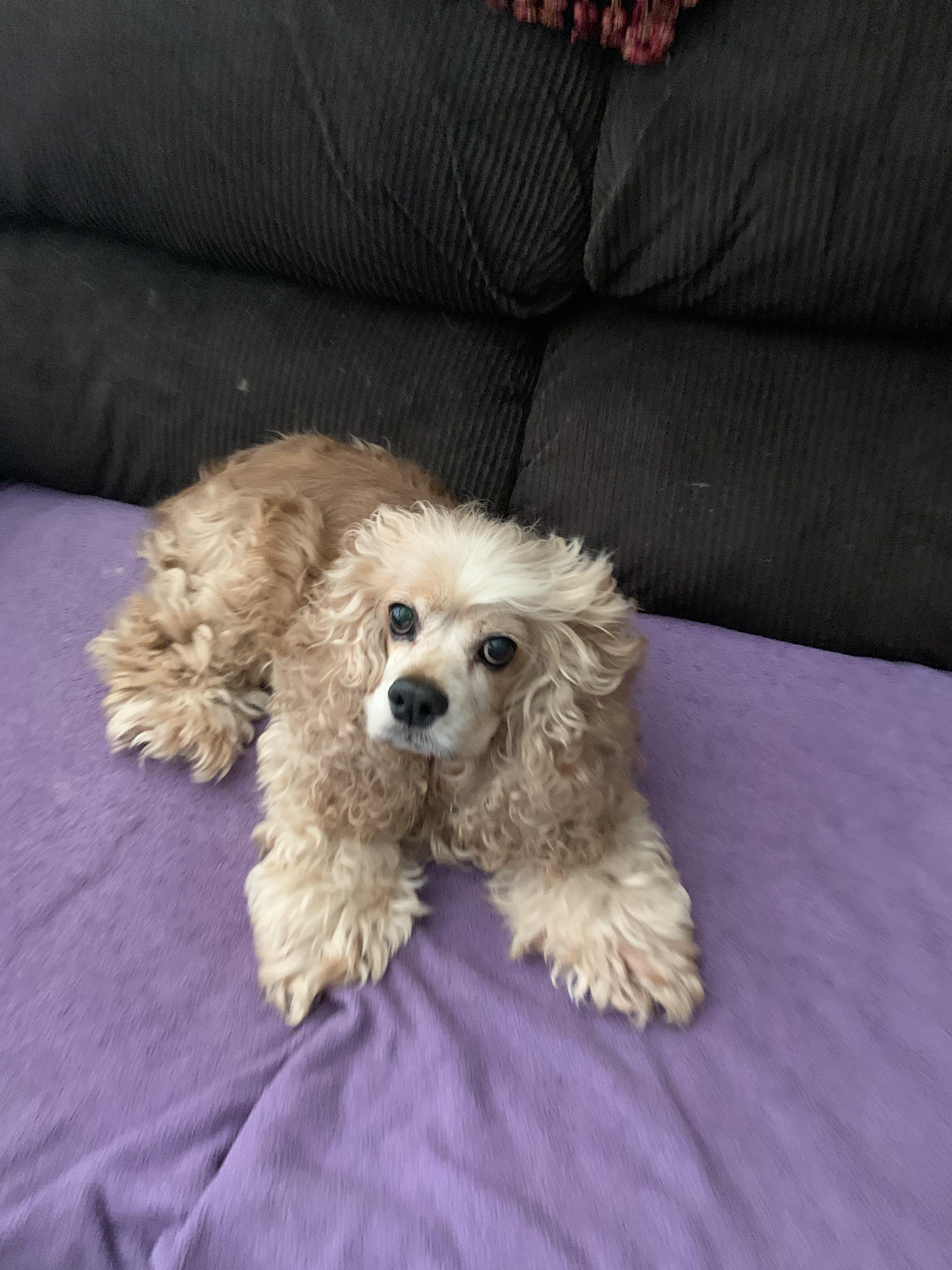 What breed is he? r/WhatBreedIsMyDog