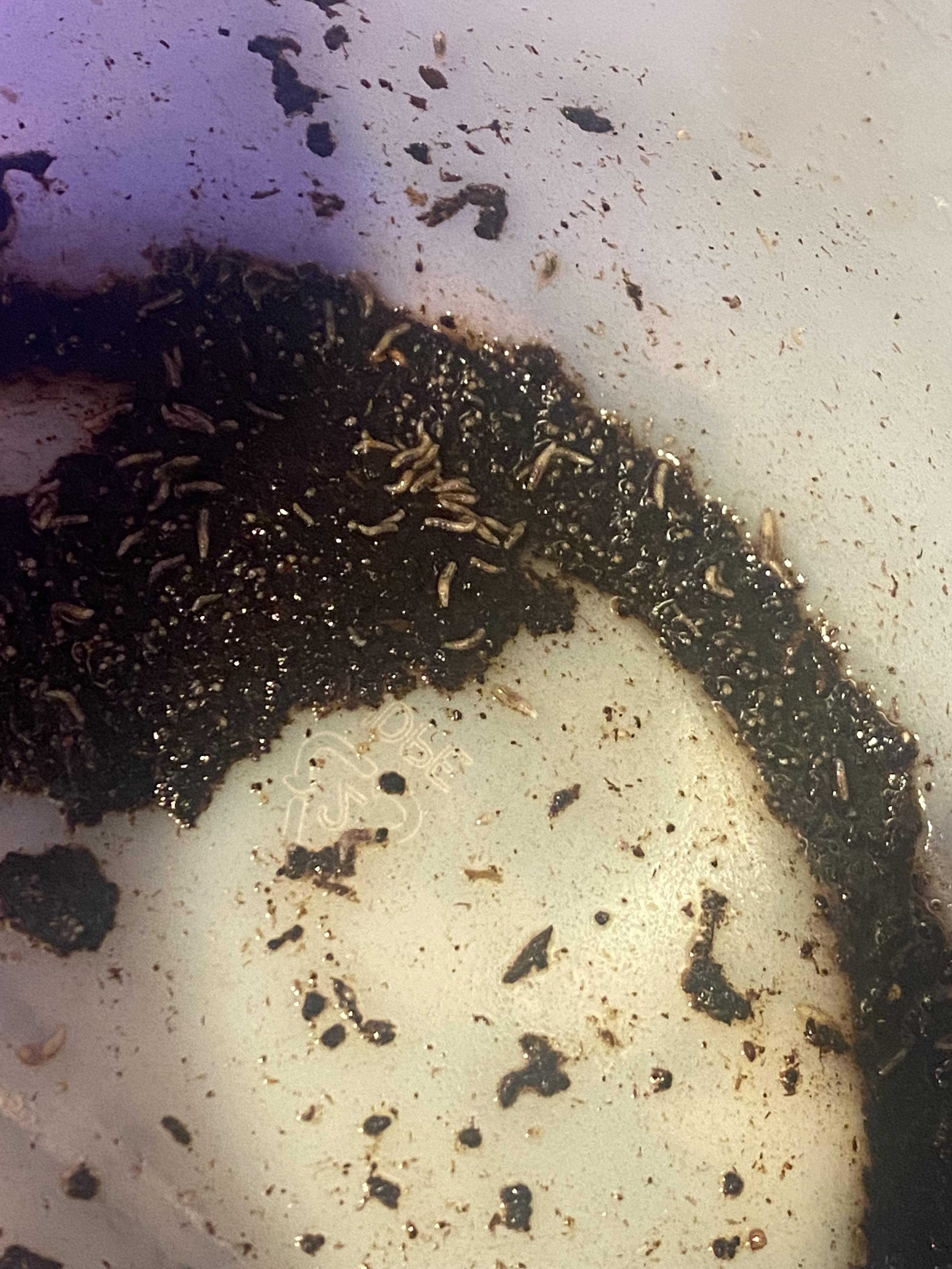 Baby worms or gnats/mosquitoes r/Vermiculture