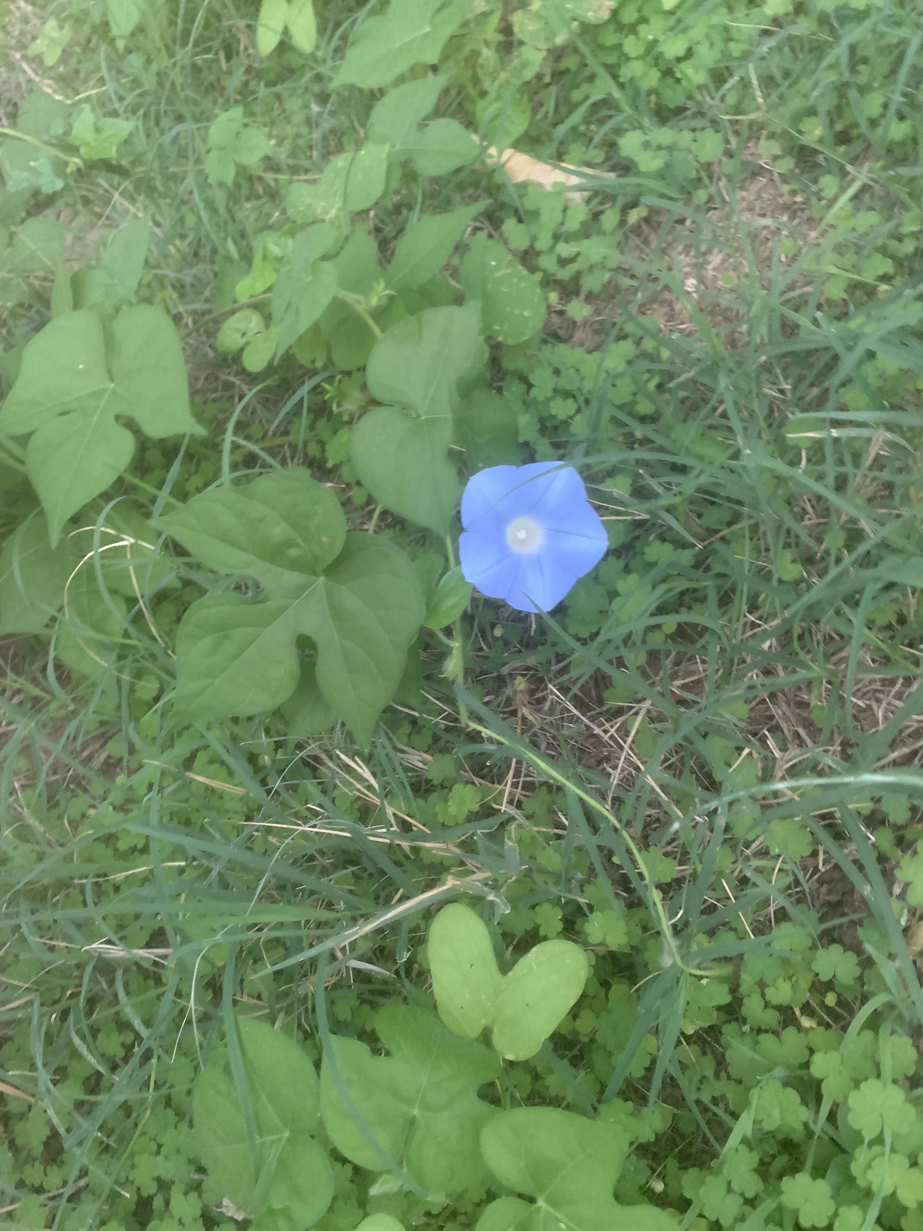 What is this plant in my backyard? r/whatsthisplant