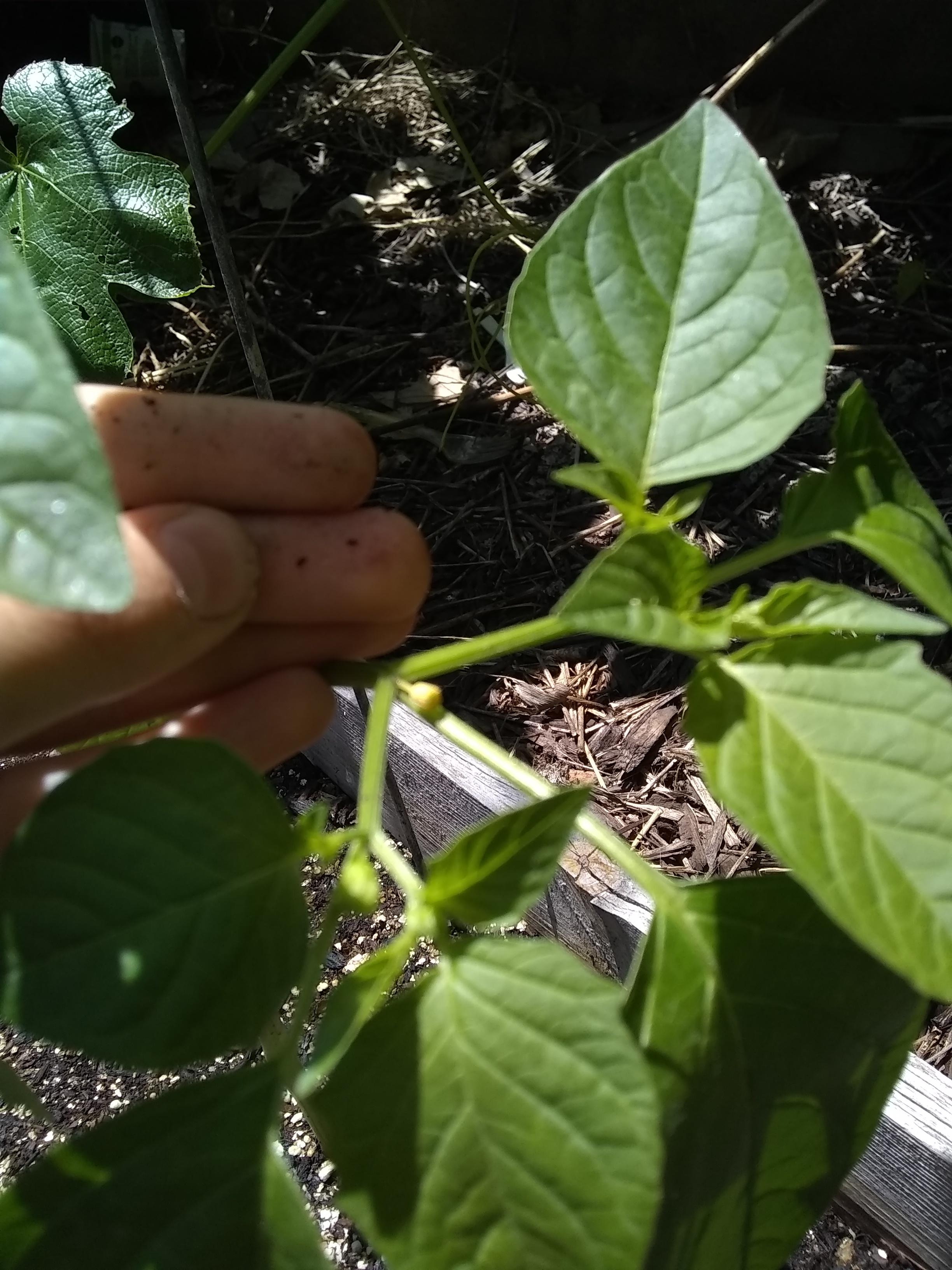 On one of my tomatillo plants, before flowering, the buds turn yellow