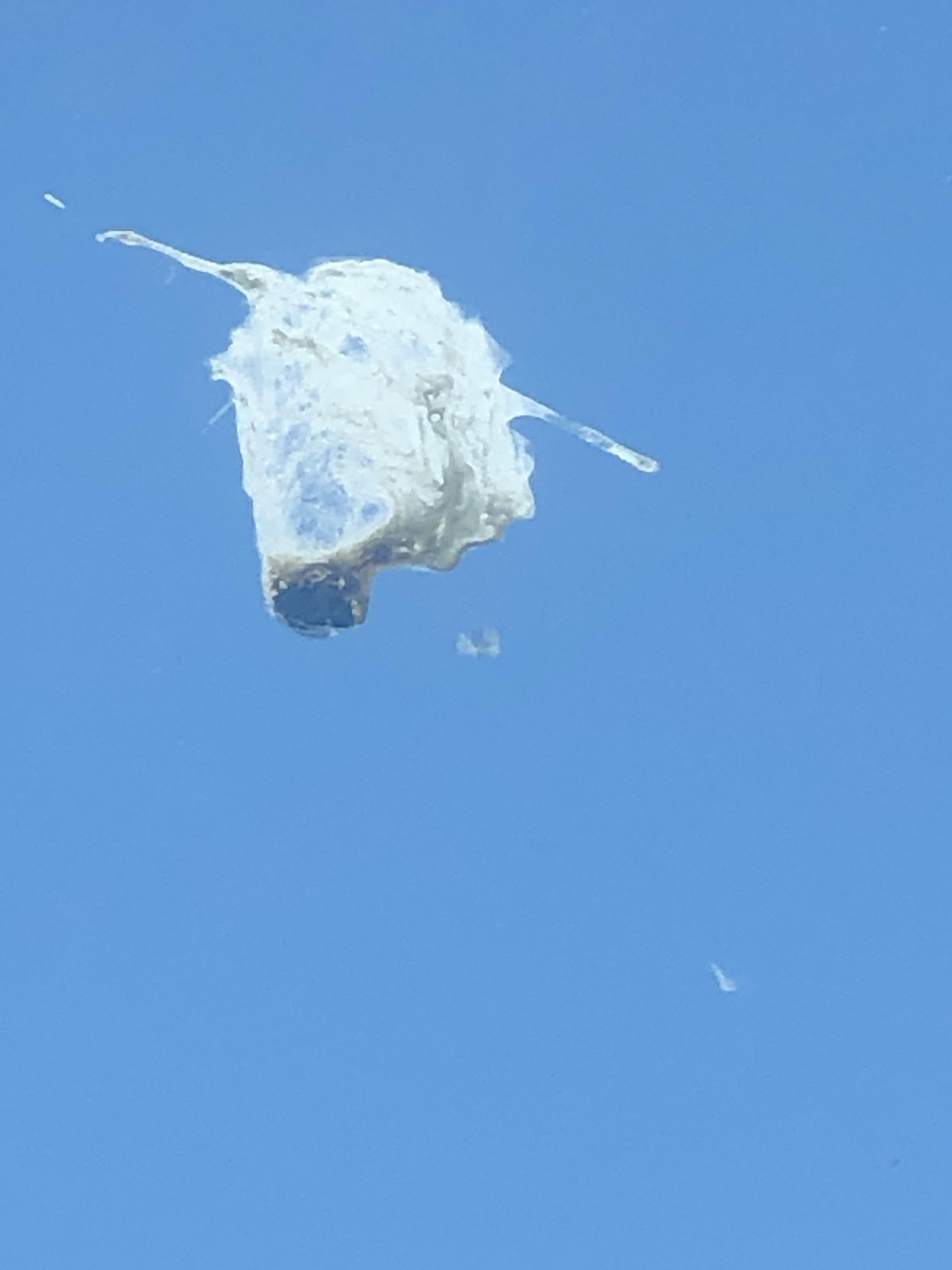 This bird poop looks like a unicorn r/mildlyinteresting
