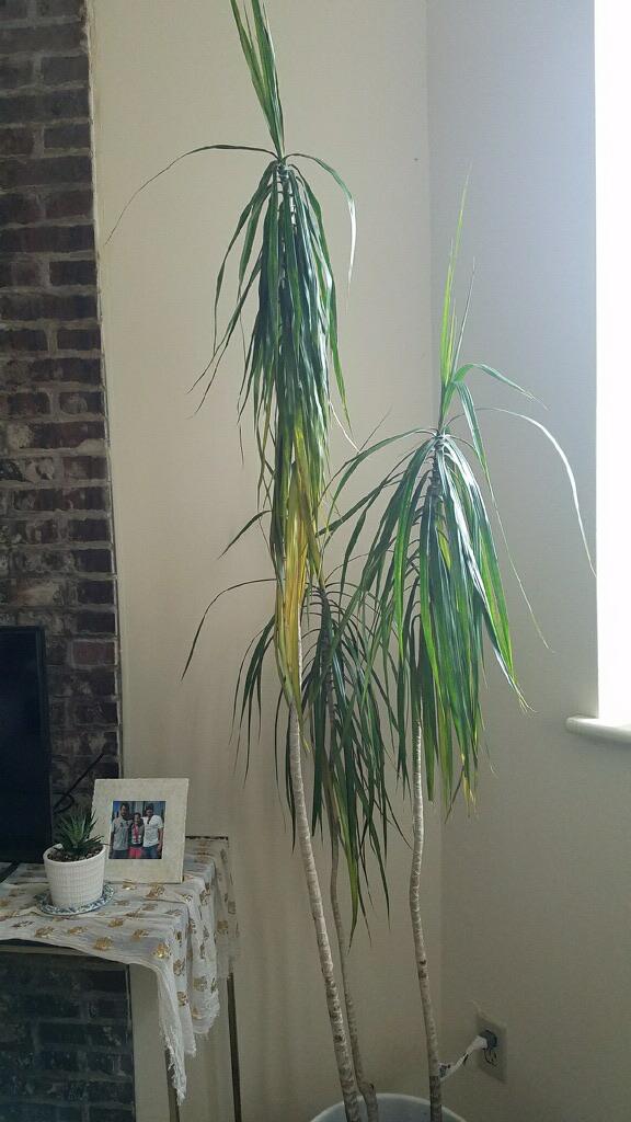 Dragon tree got repotted a week ago. No pests at all. Recovery droop or