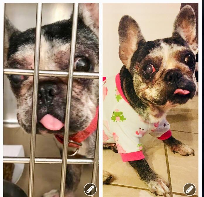 Pet Euthanasia At Home Orange County Ca at Angela Pike blog