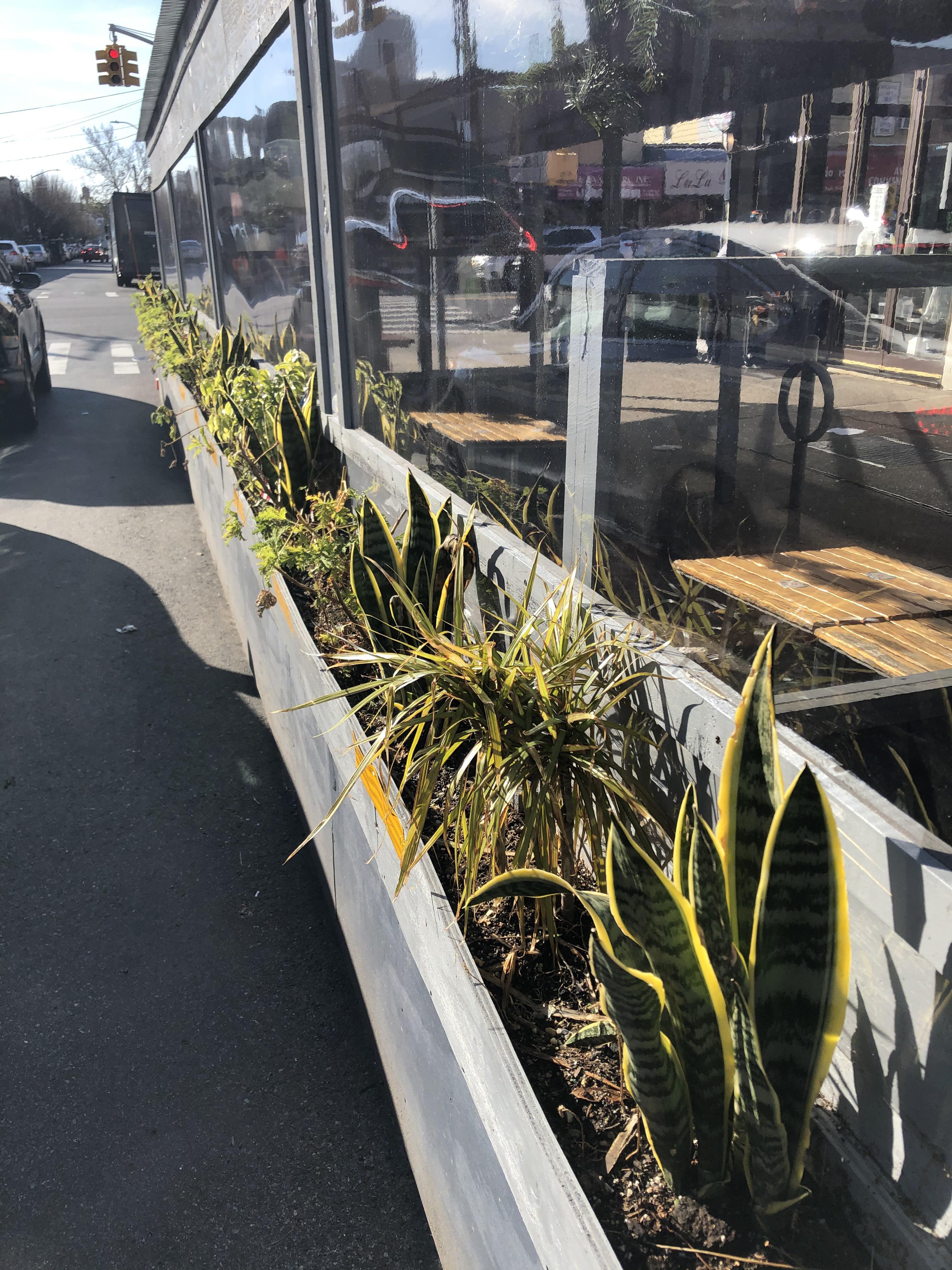 Free Plants! (38th & Broadway) r/astoria
