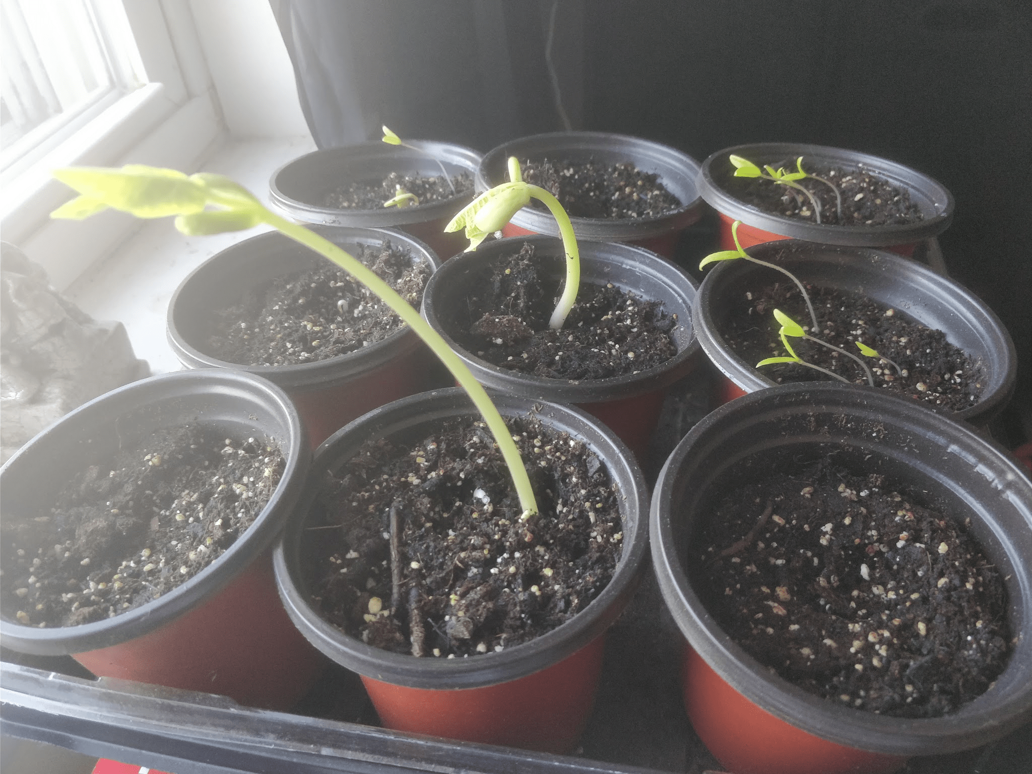 Planted some cucumber, green bean, and cherry tomato seeds last week