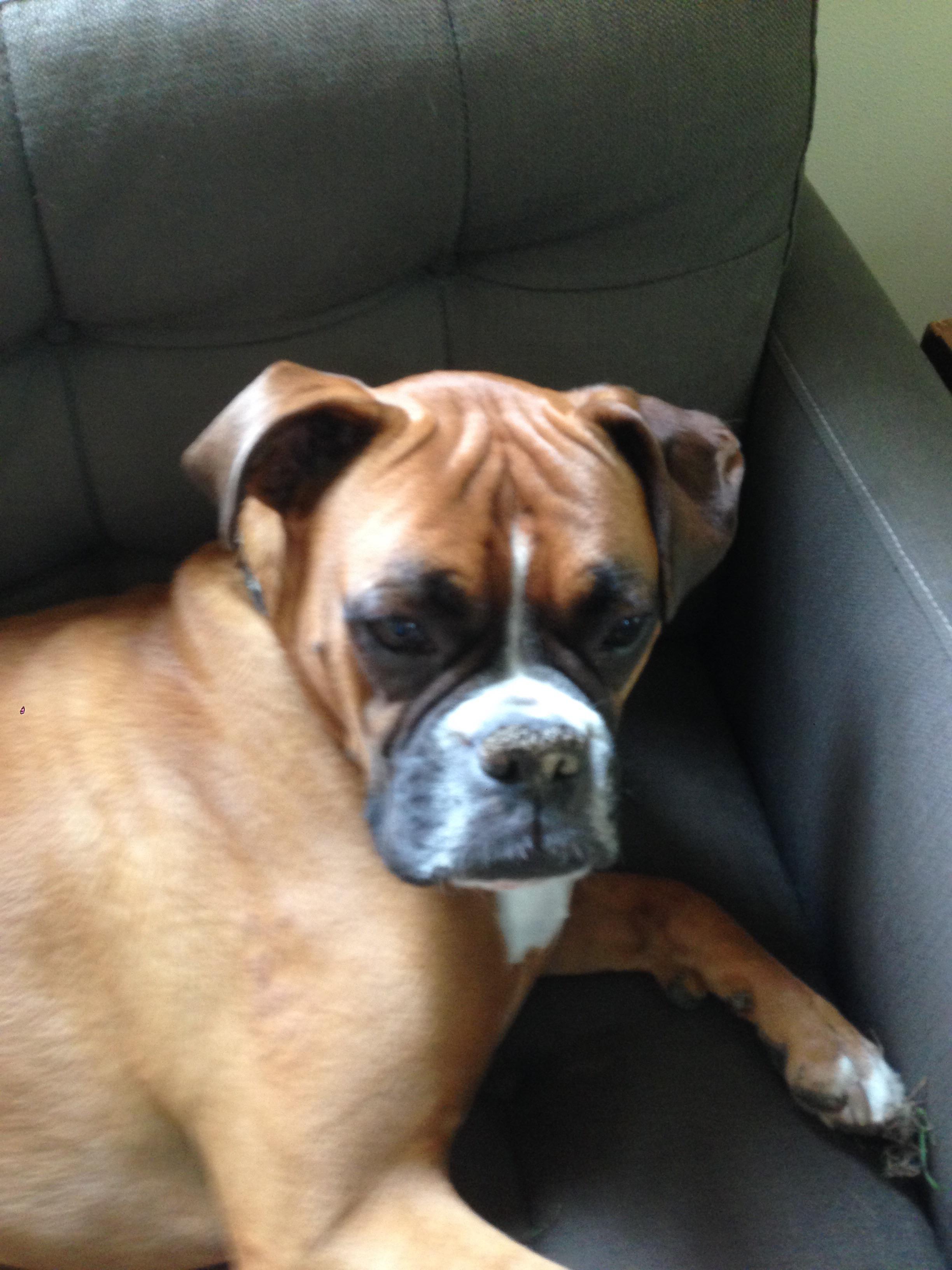 My boxer chilling on the couch r/Boxer