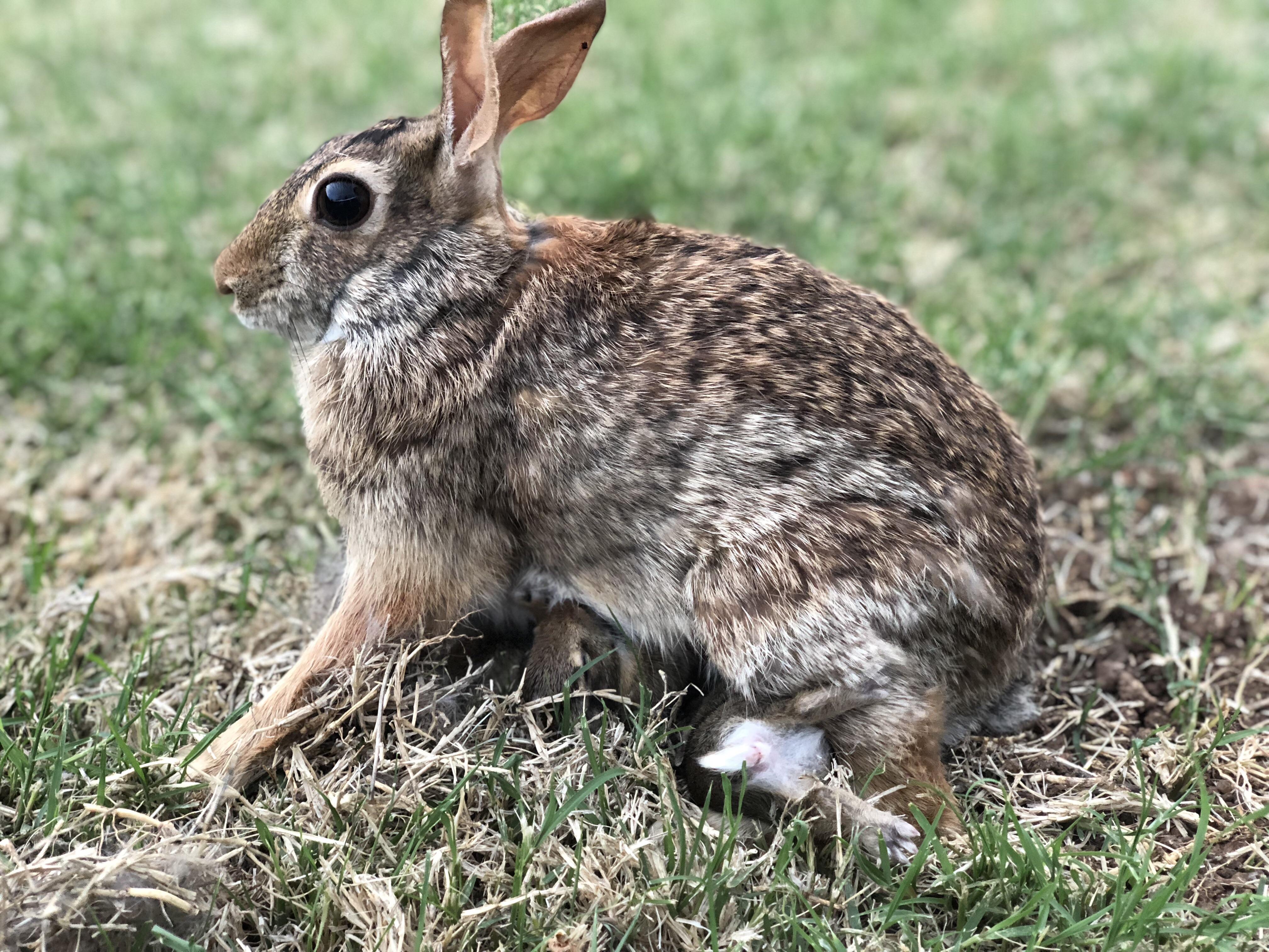 The friendly rabbit outside my work gave birth recently! Here she is