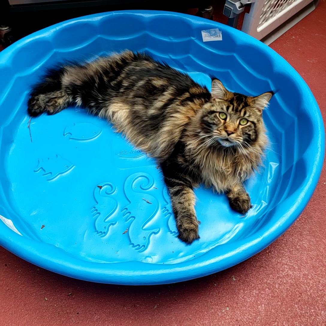I thought mom said it was a kitty pool ? r/mainecoons