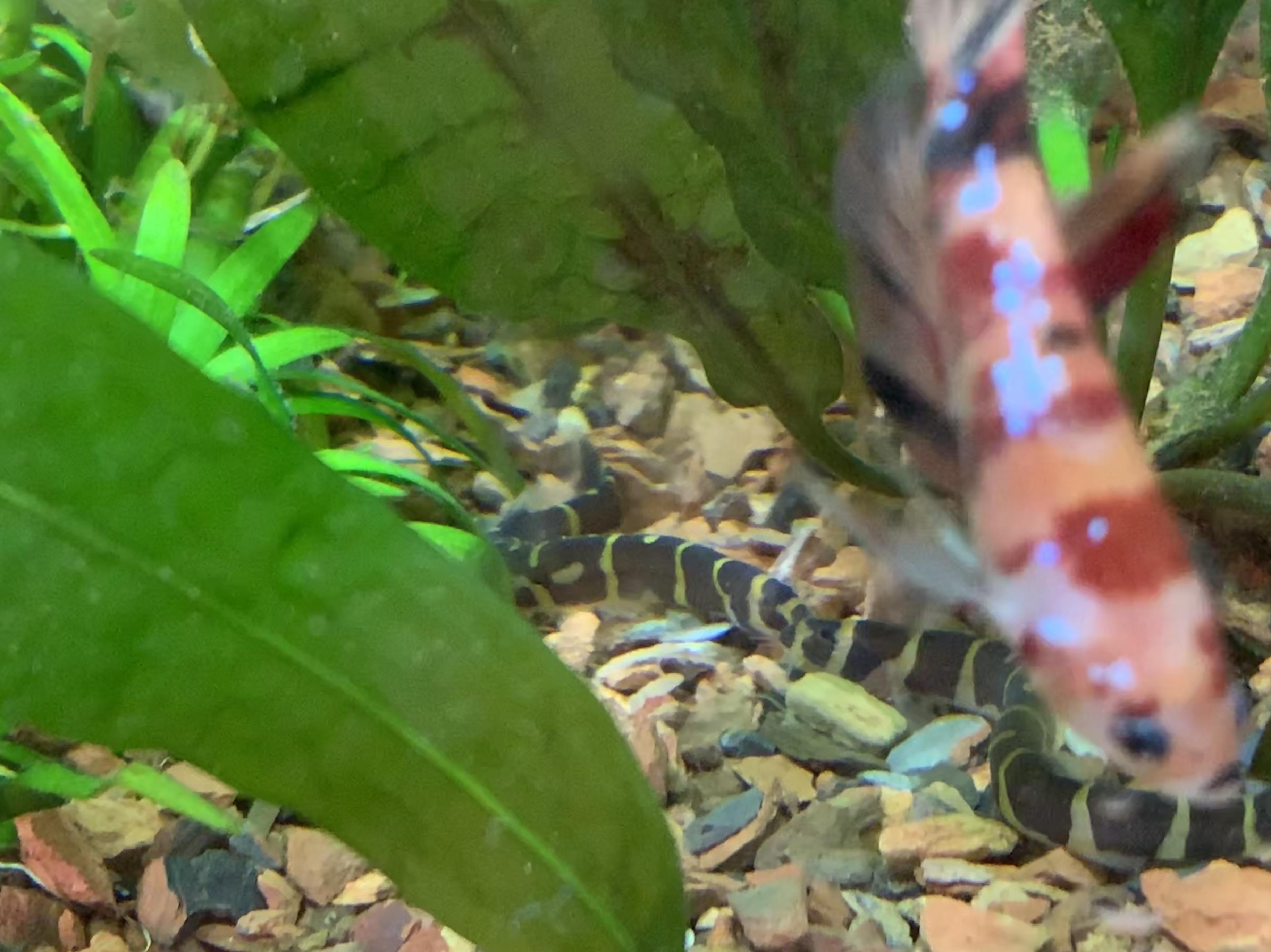 Kuhli Loach Betta Taking A Picture Of The Kuhli Loaches But My Betta