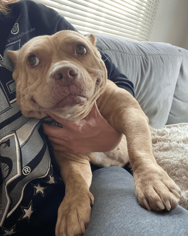 this is shortie. she has as many neck rolls as she does dreams. r/aww