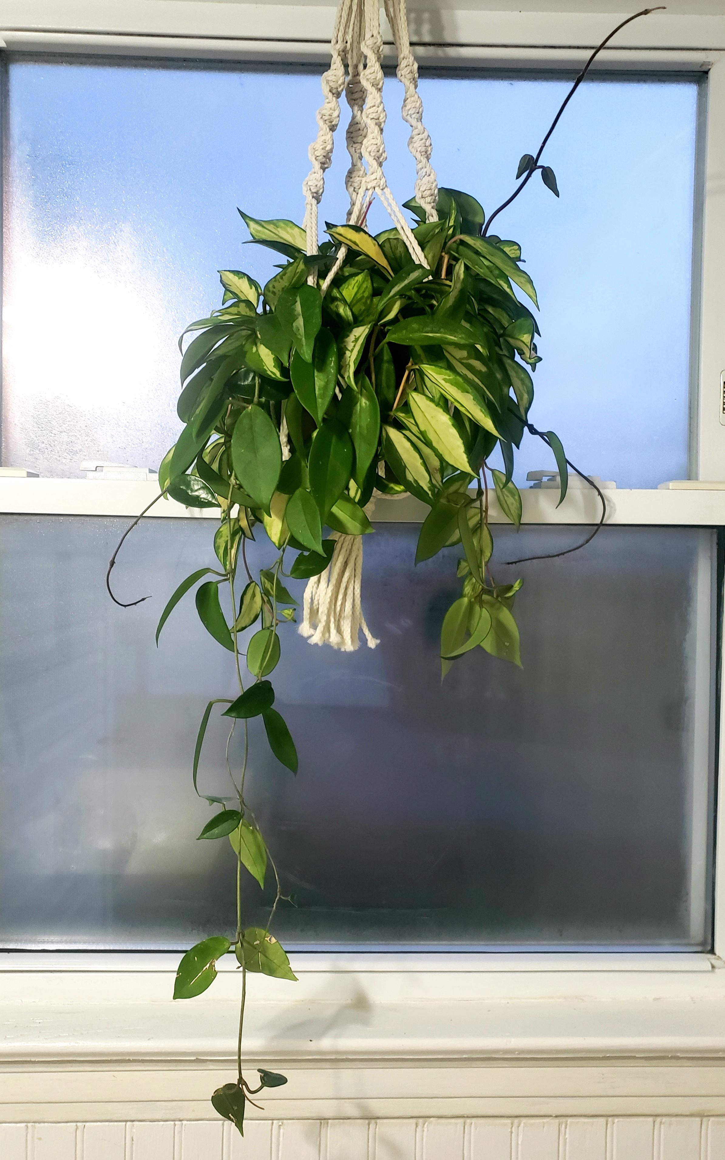 Do I need to repot my hoya? r/houseplants