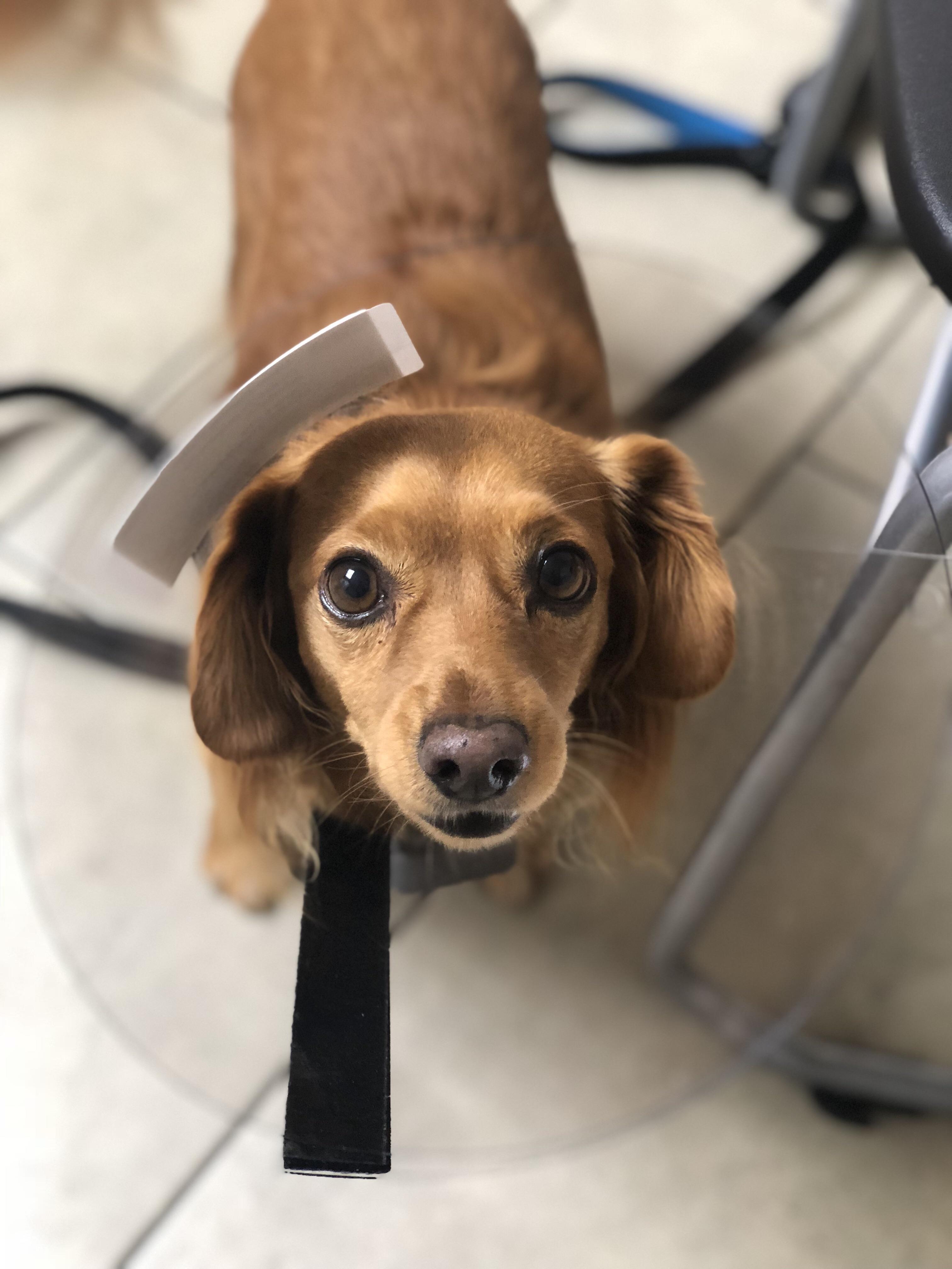 Couldn’t stop licking his wound r/Dachshund