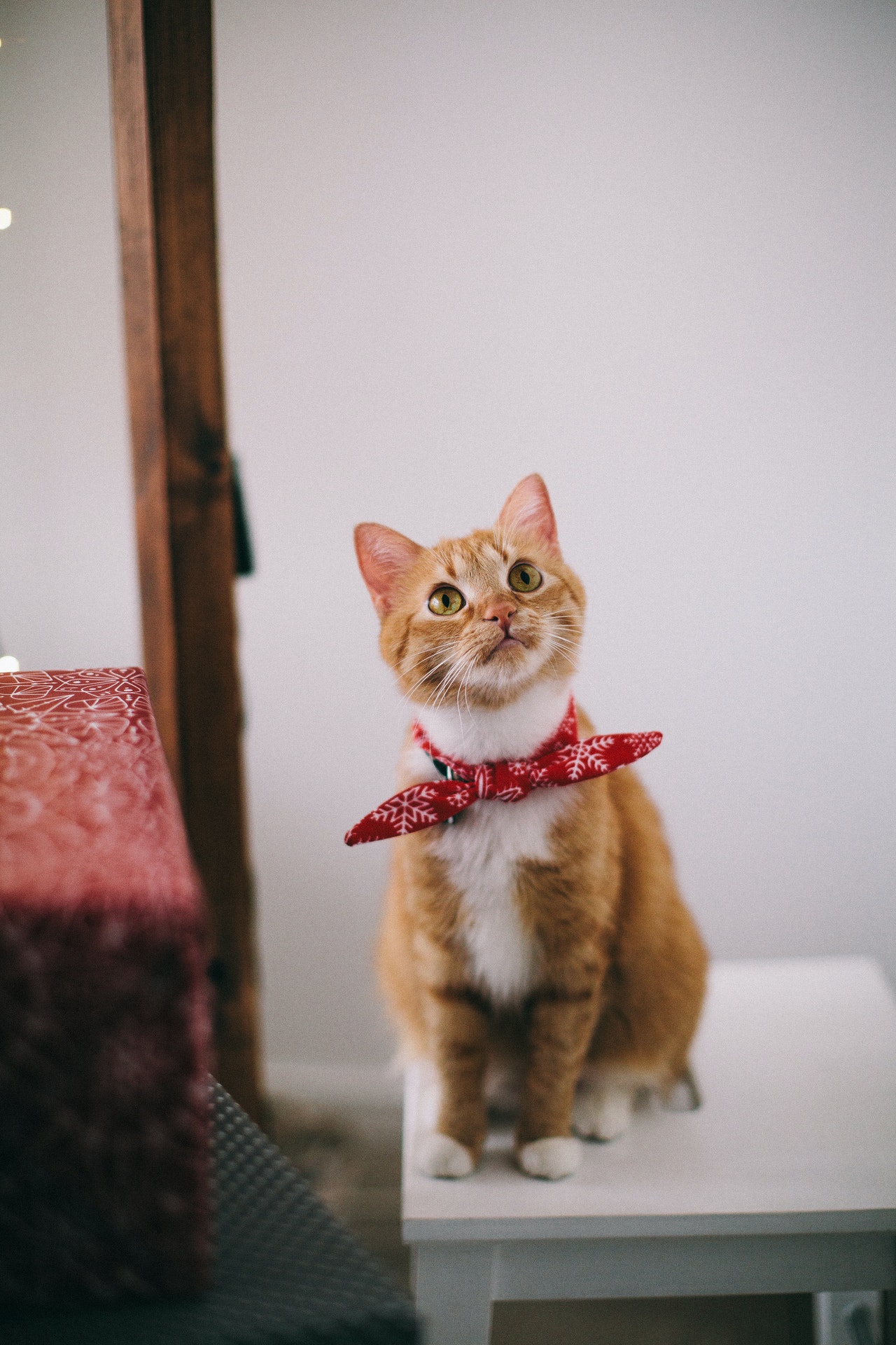 Stylish Modern Cat r/aww