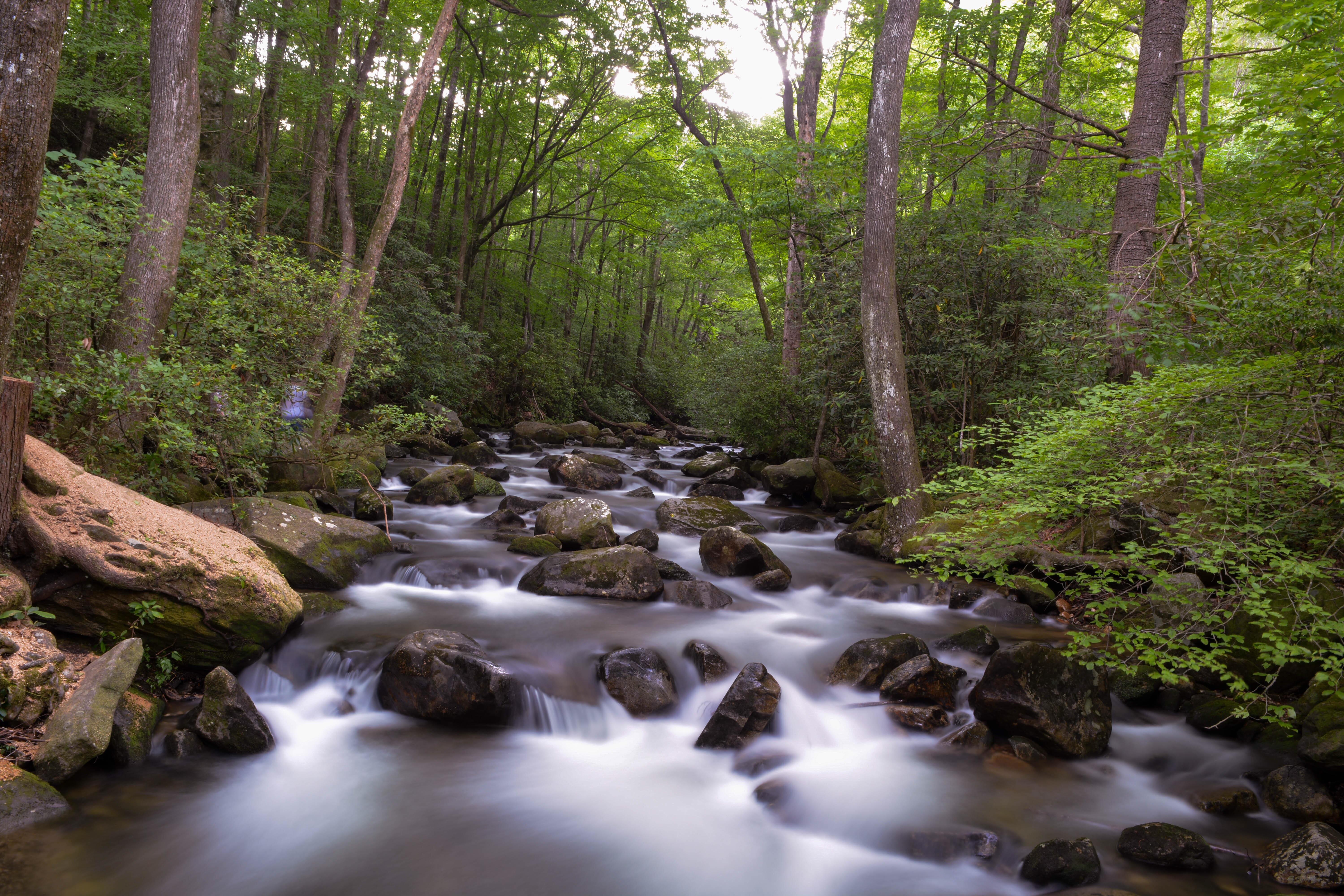Jones Gap State Park. Greenville, SC. [OC] r/Nikon