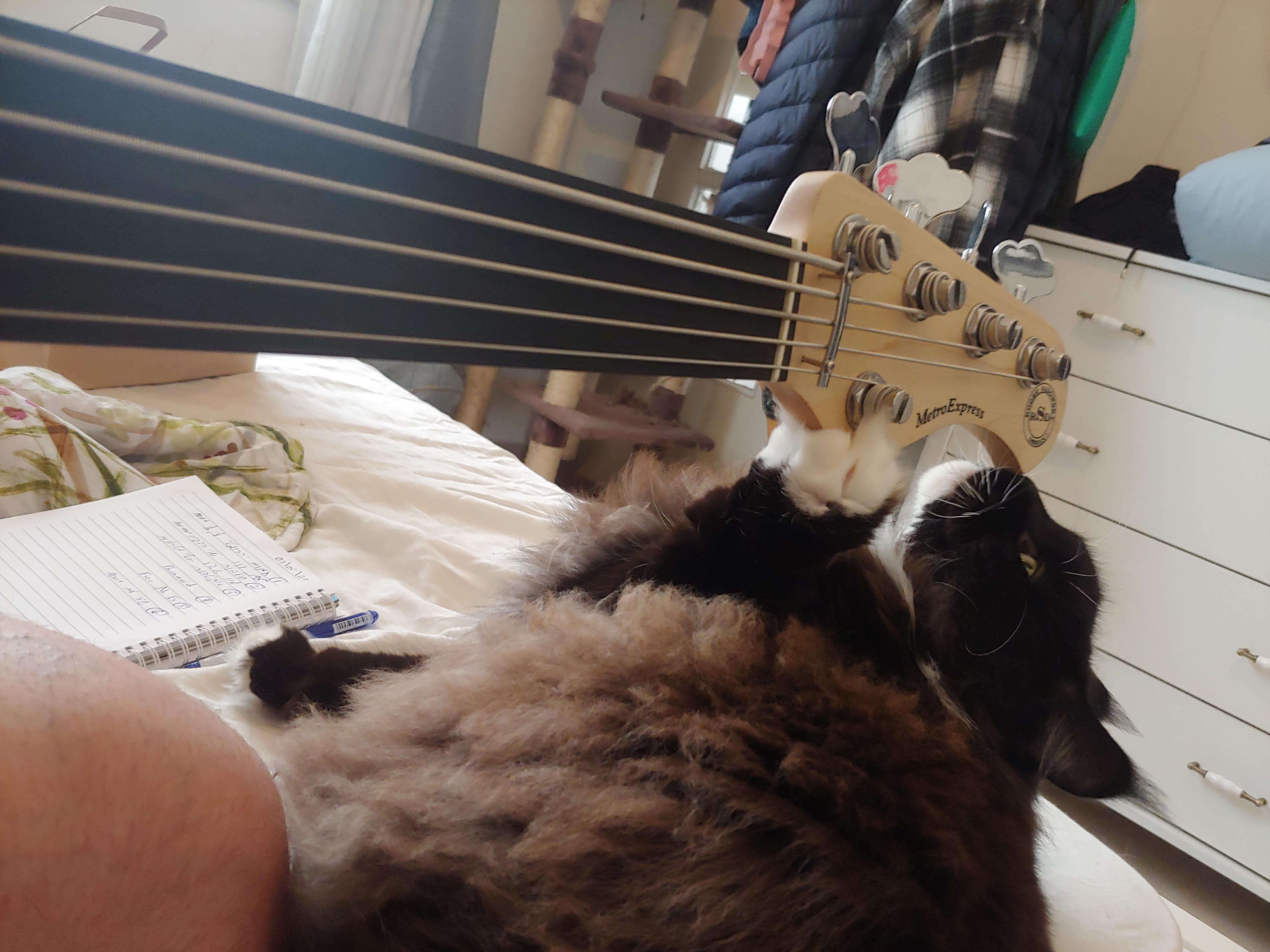 My cat is into bass r/BassGuitar