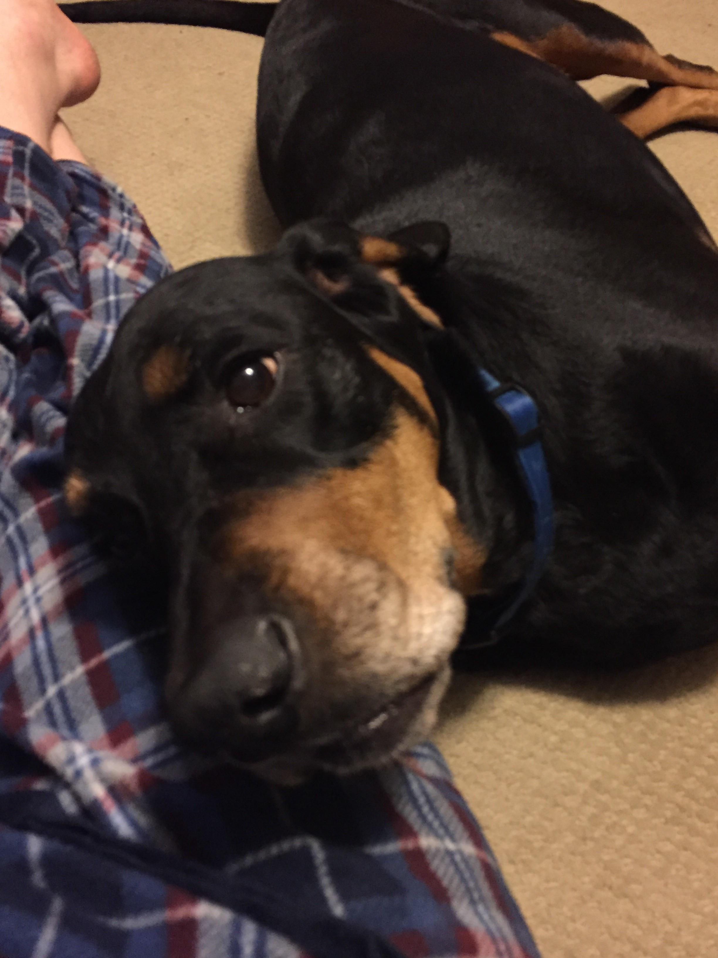My 100lb Black and Tan coonhound mix trying to be cute. I think he succeeded. r/aww