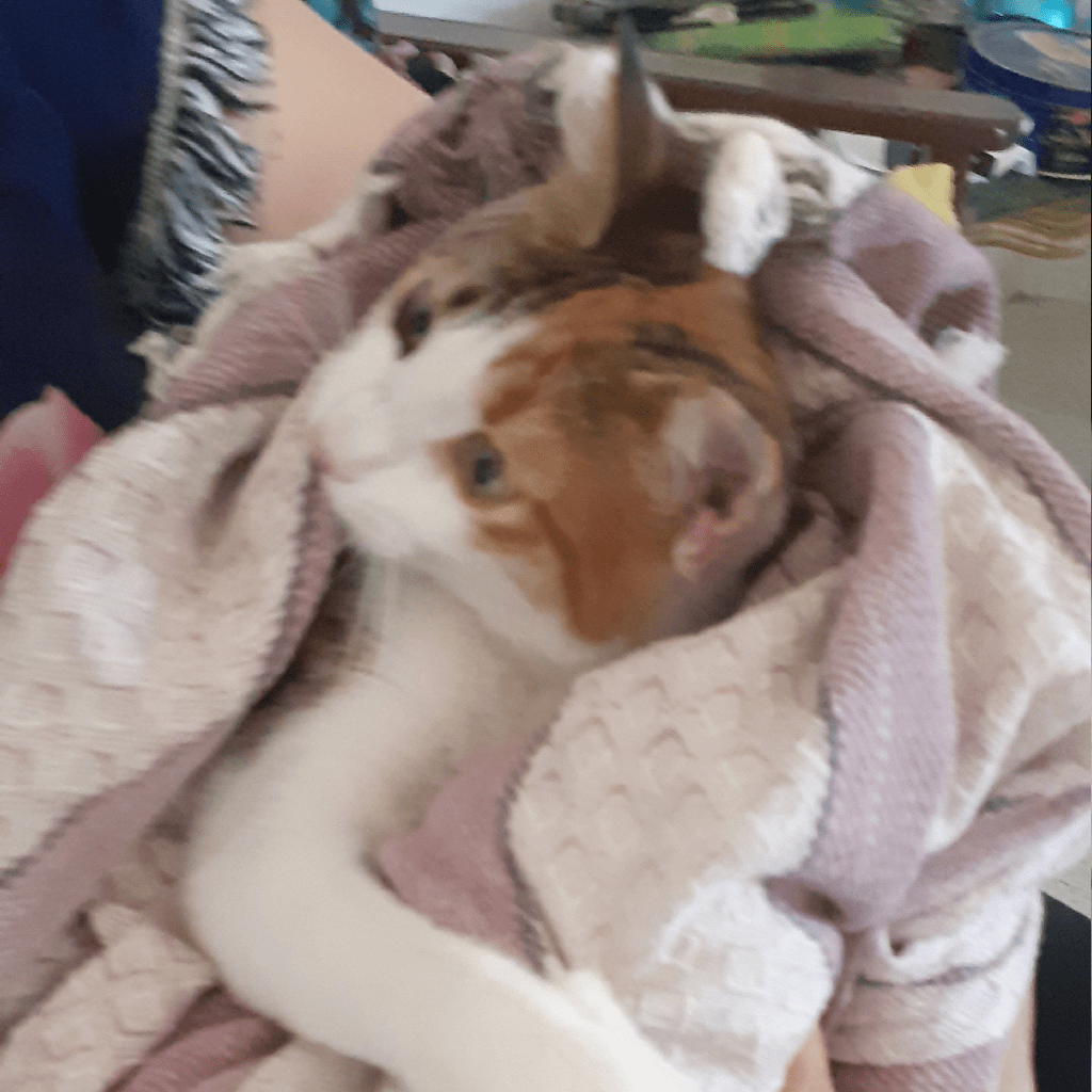 Throwback to my cat when she was toooo hyperactive so we had to