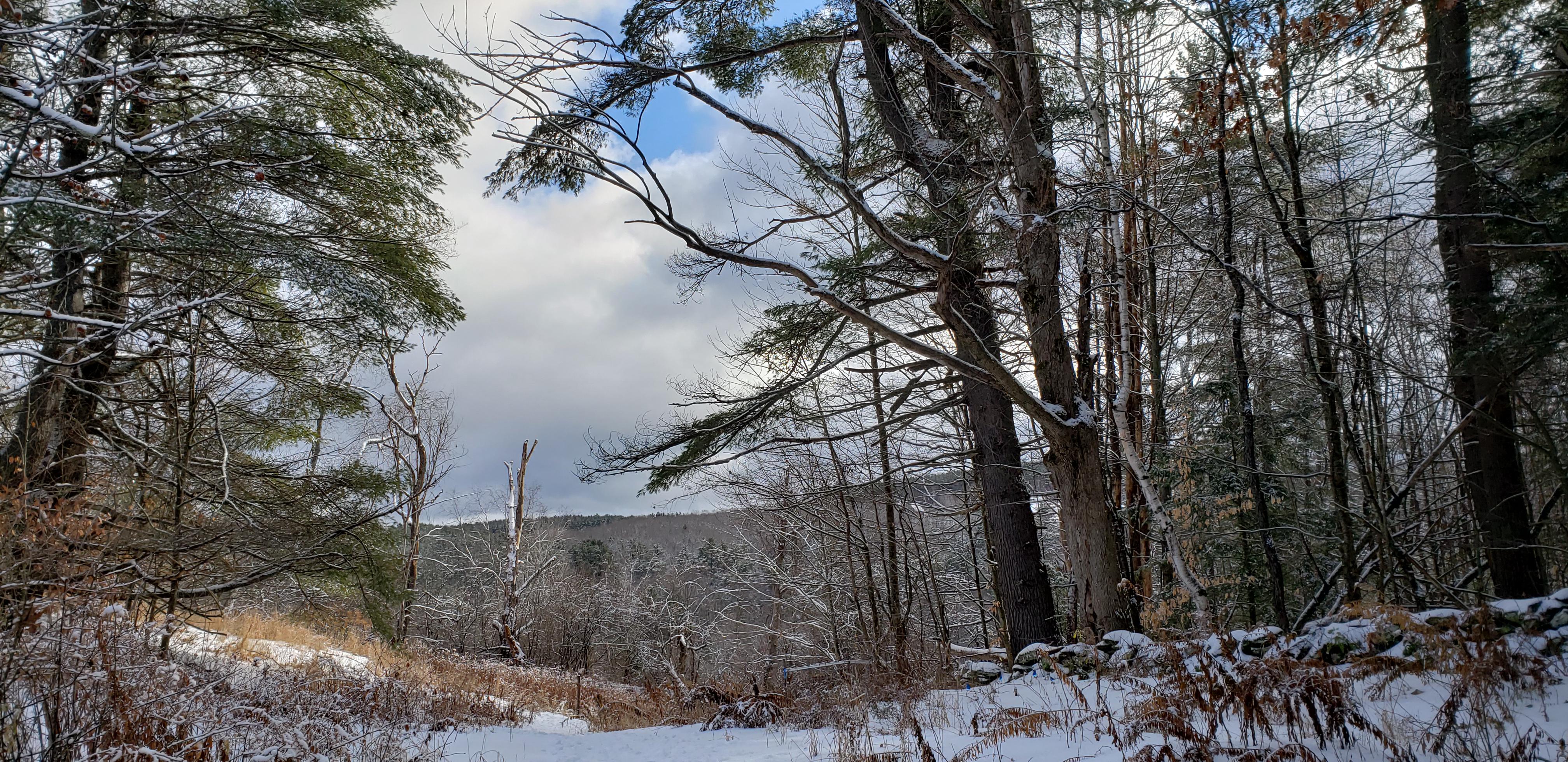 January in the Trescott Ridge Wetlands at Etna, New Hampshire [oc