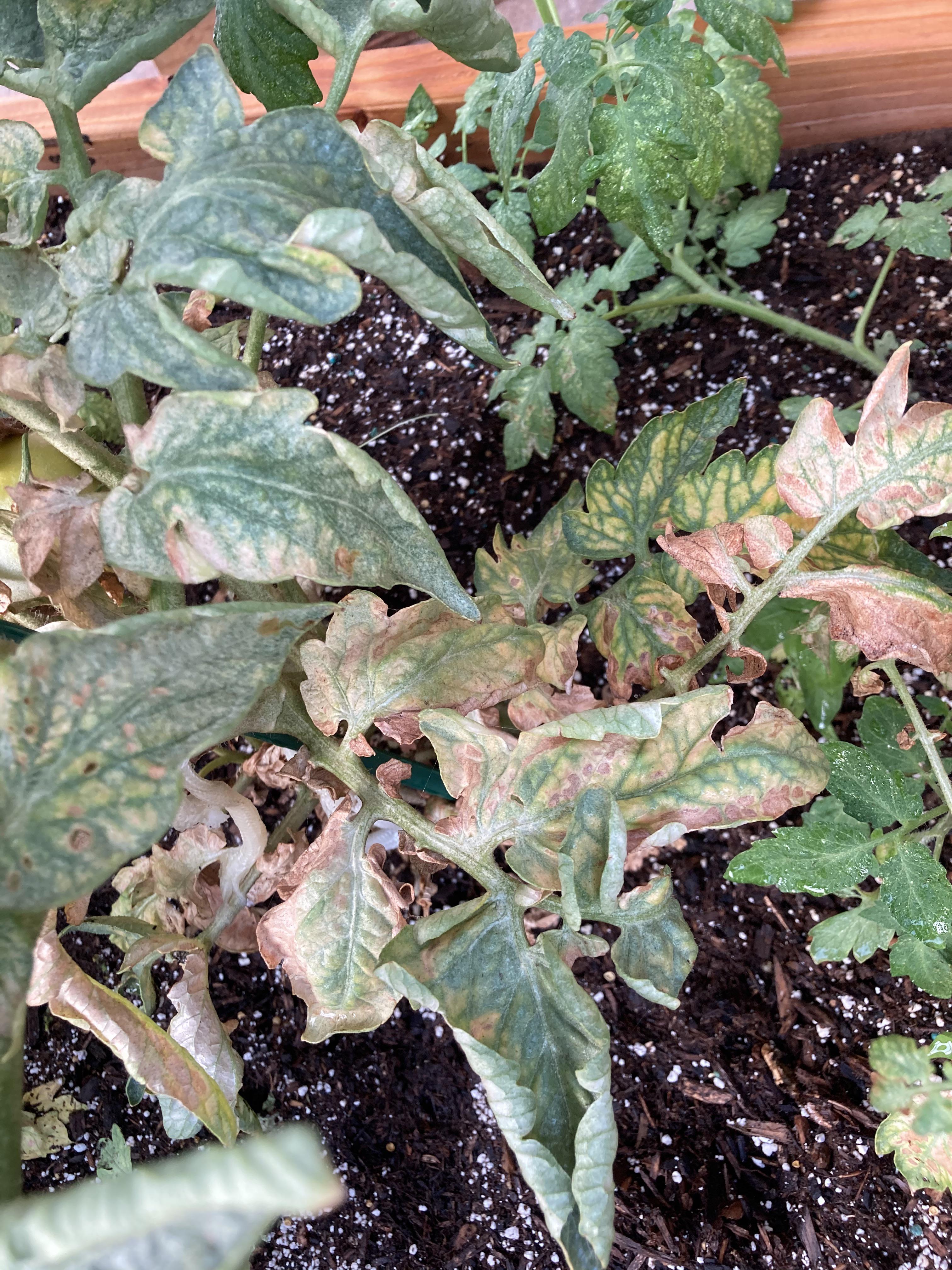 Anyone know why my tomato plants are turning white then brown? r