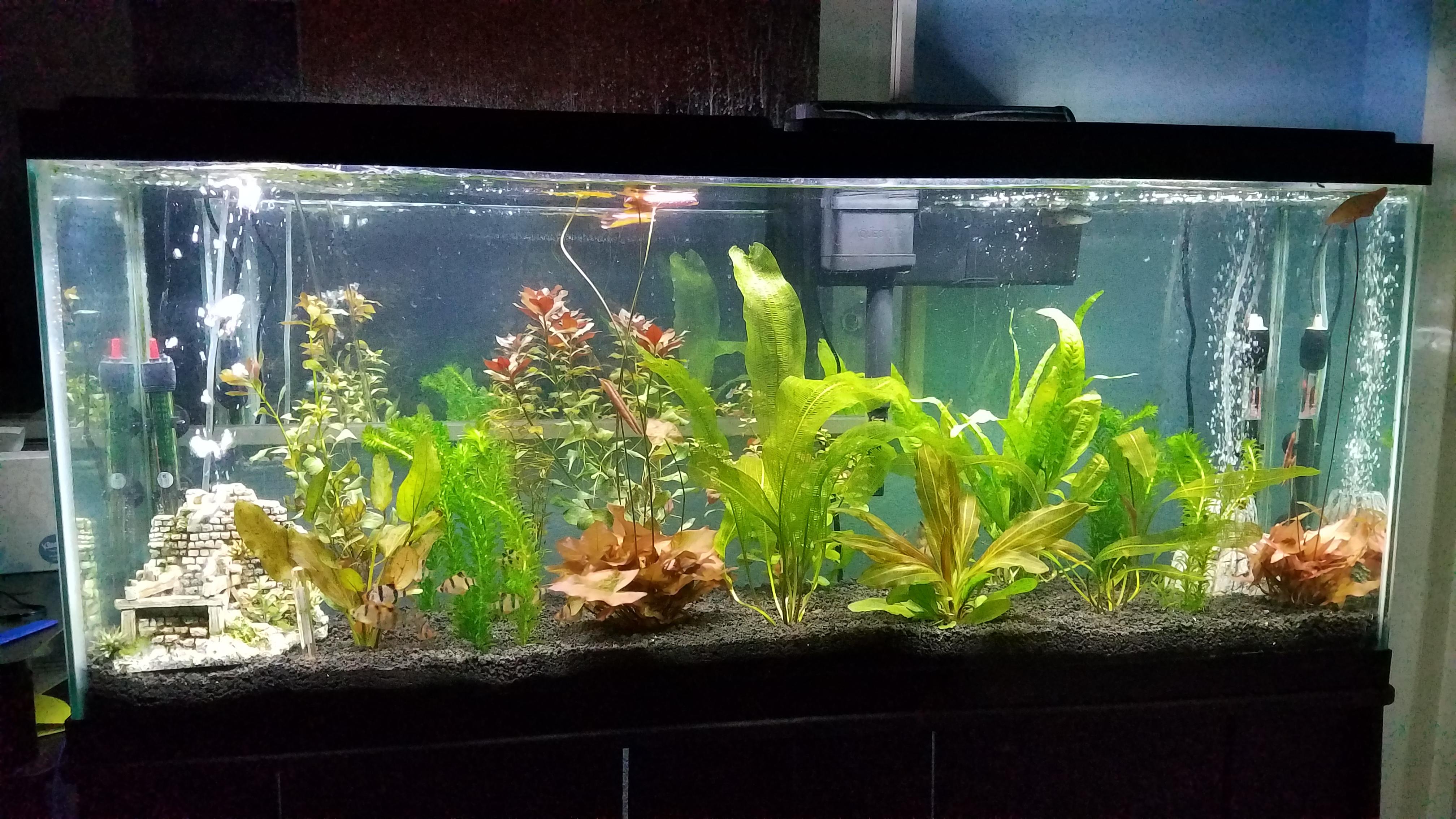 Just came back from LFS with some more plants and tiger barbs for my 55