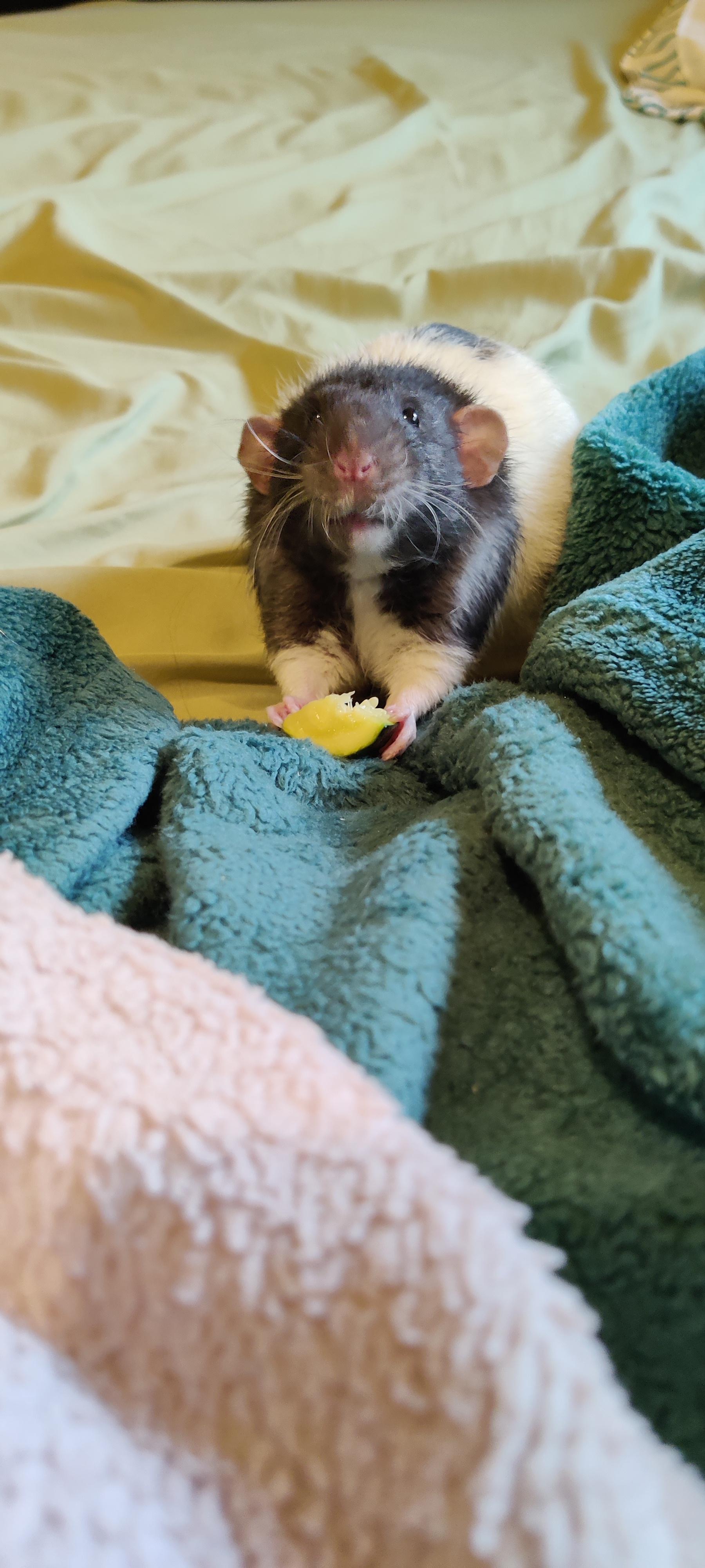 Caught in the act of eating zucchini! r/RATS