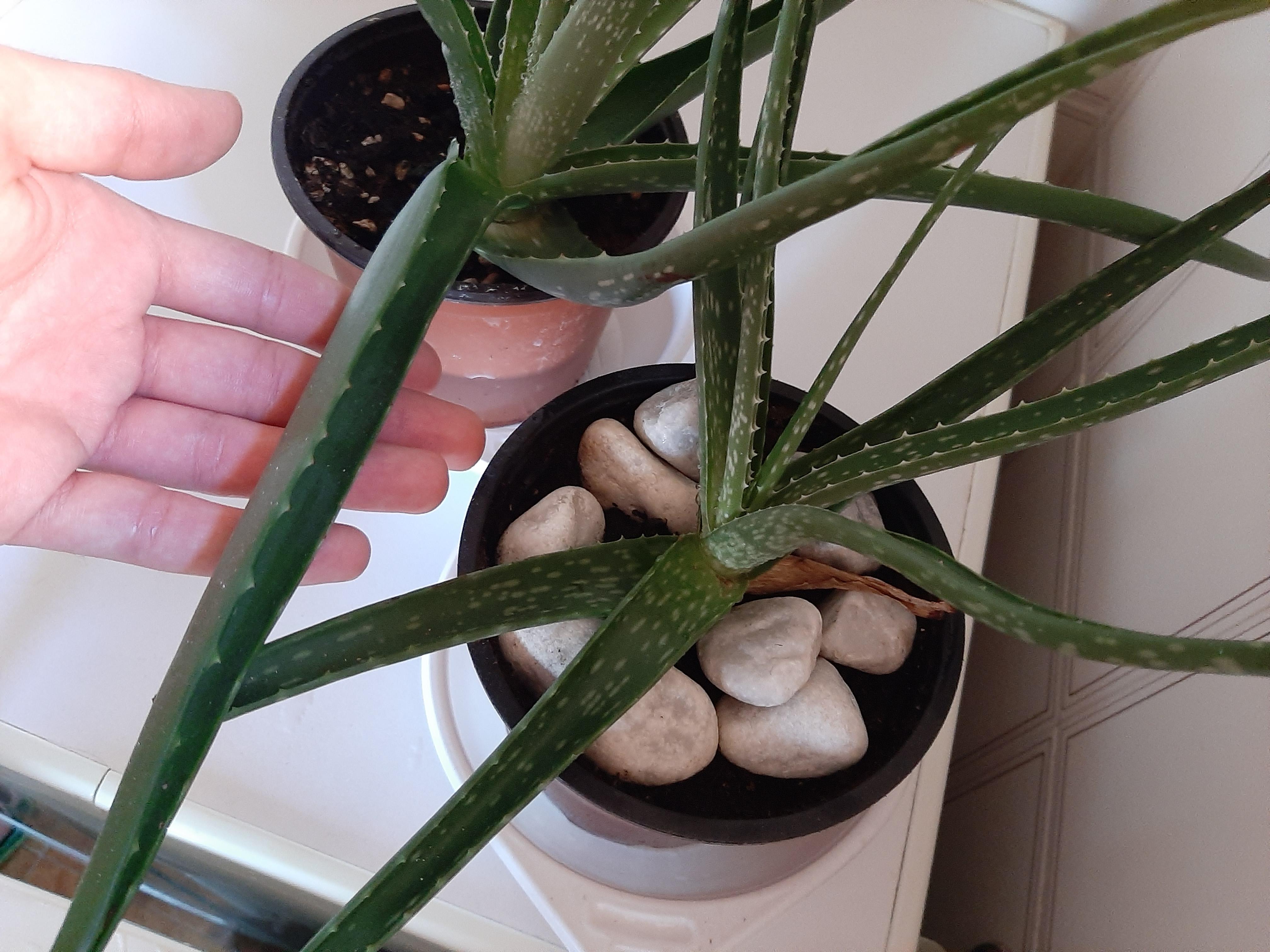 The leaves of my aloe are curling r/plantclinic