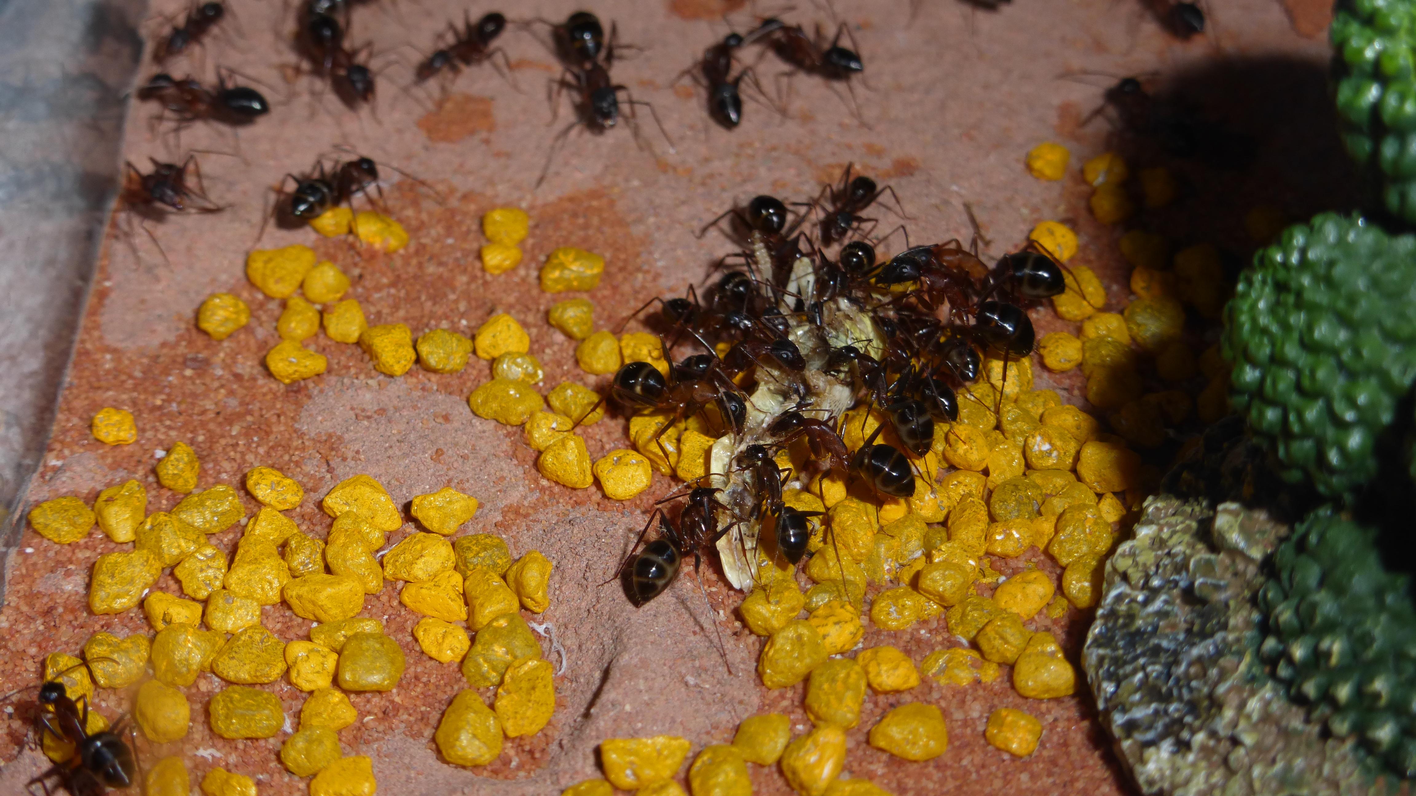 Lunch time! (ants eating a locust) r/antkeeping