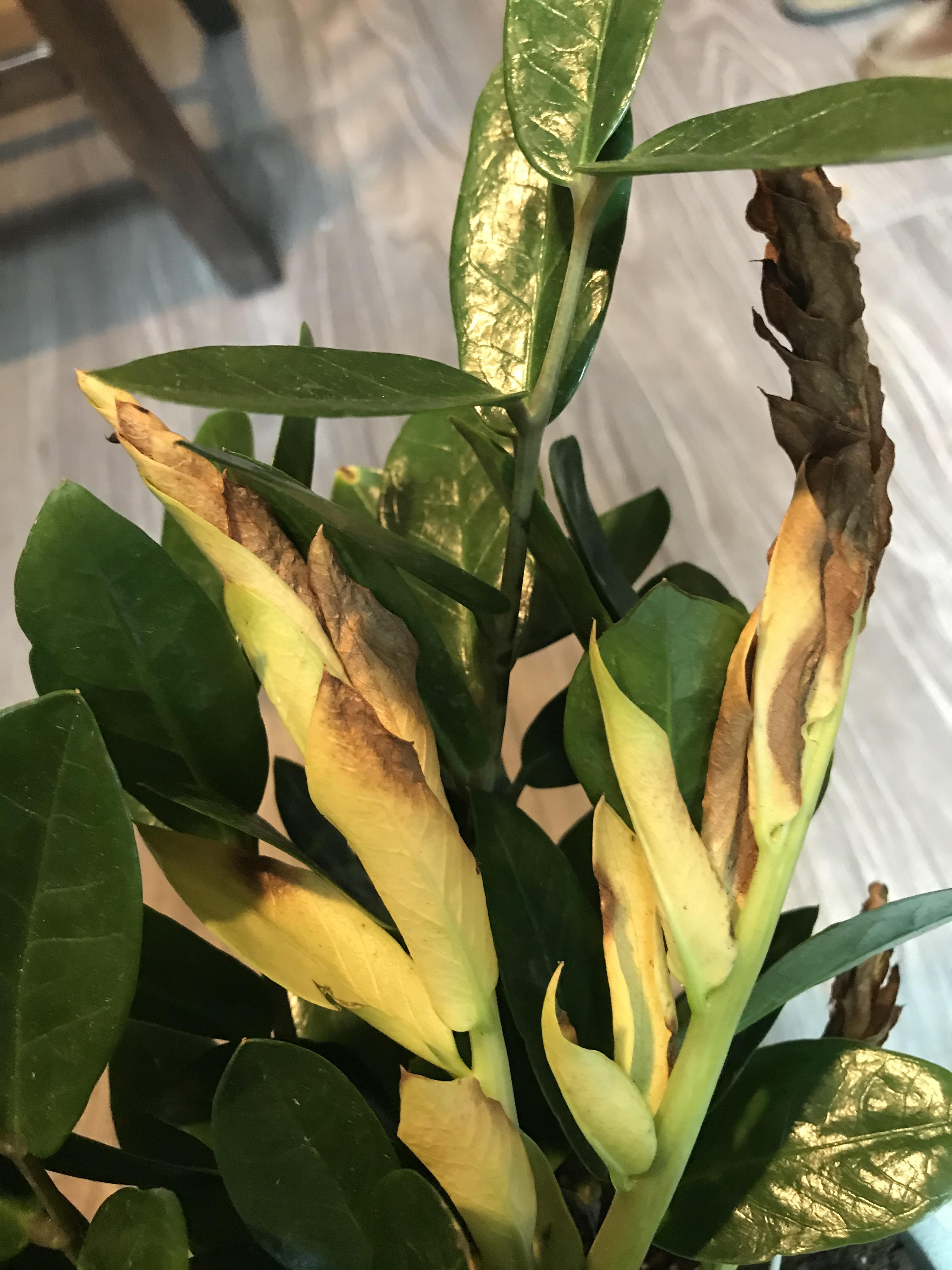 Underwatered ZZ Plant has dead/dying new leavesshould I leave them or