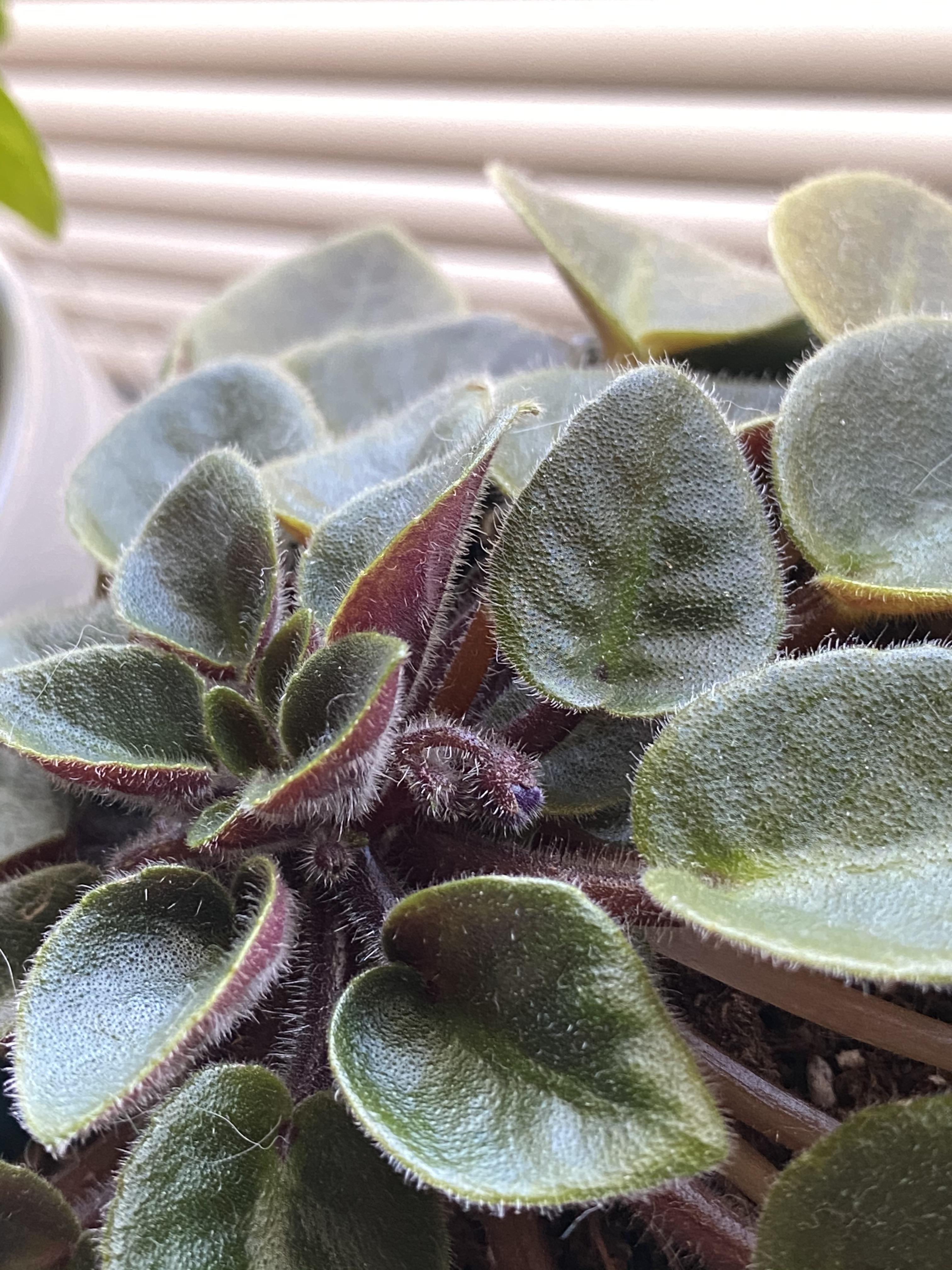 Does anyone know how many times mini African violets bloom in a season