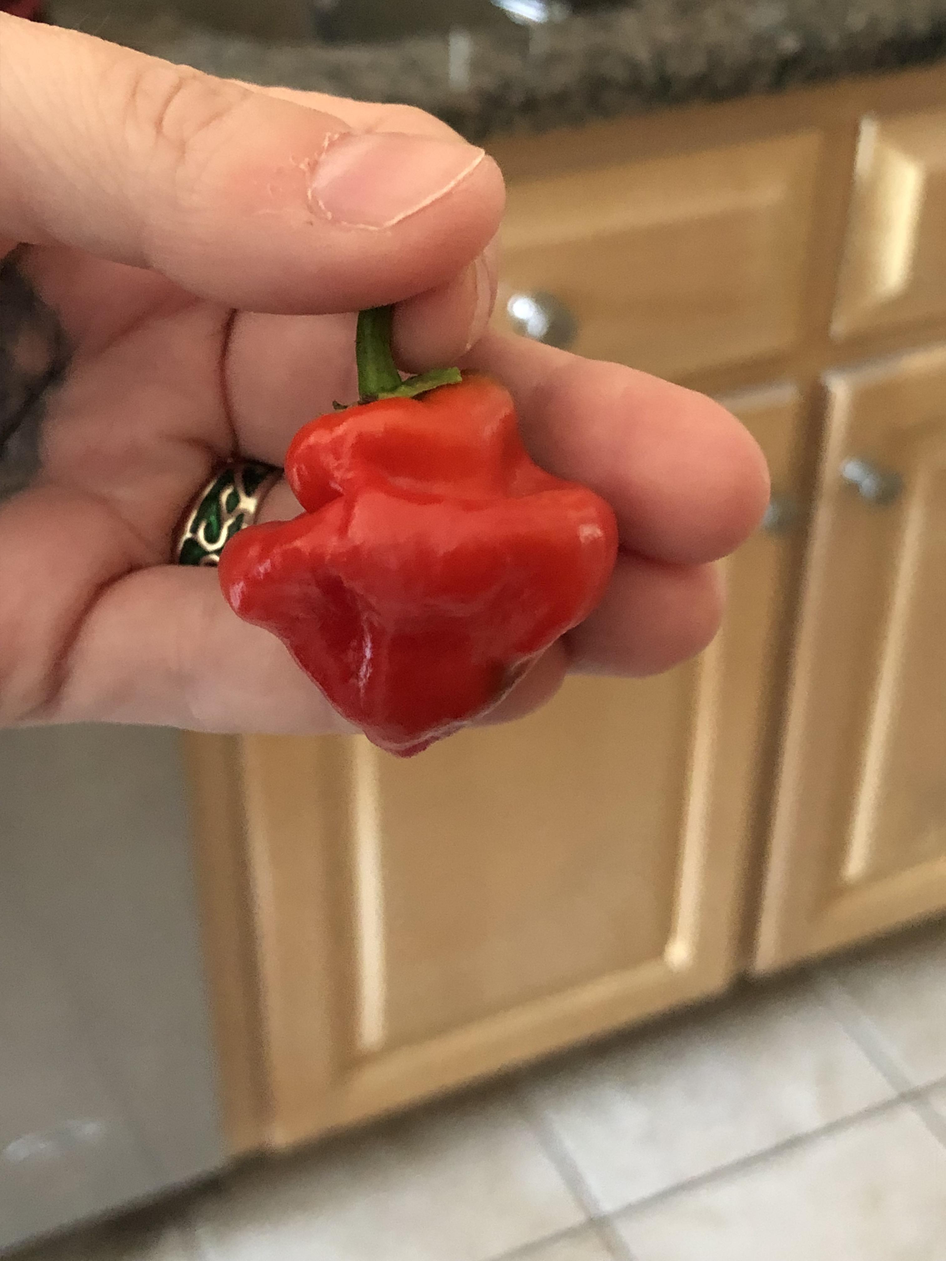 Grew these as Scotch They had zero heat. Are they really