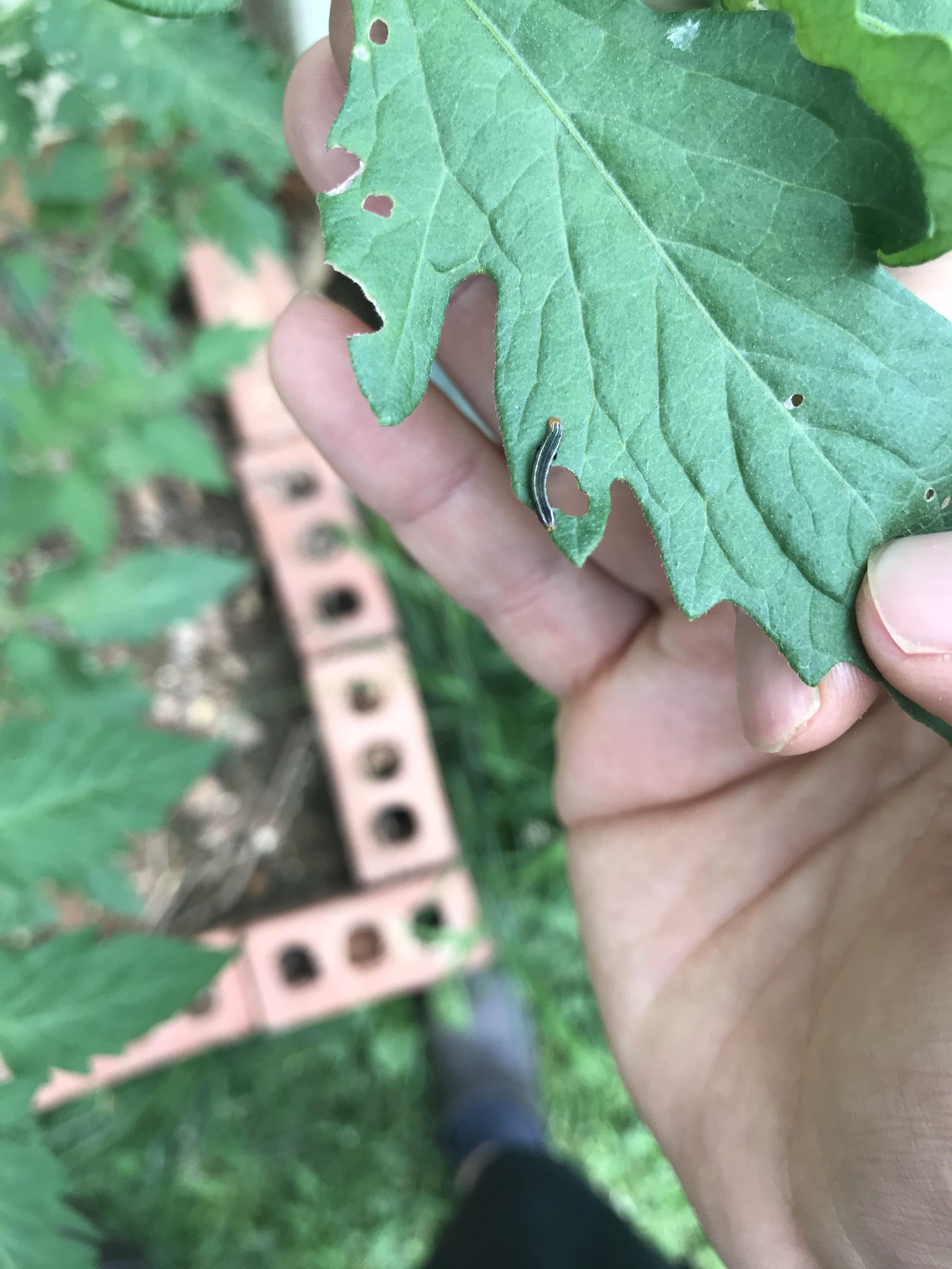 Can anyone tell me what is eating my tomato plant and how to get rid of