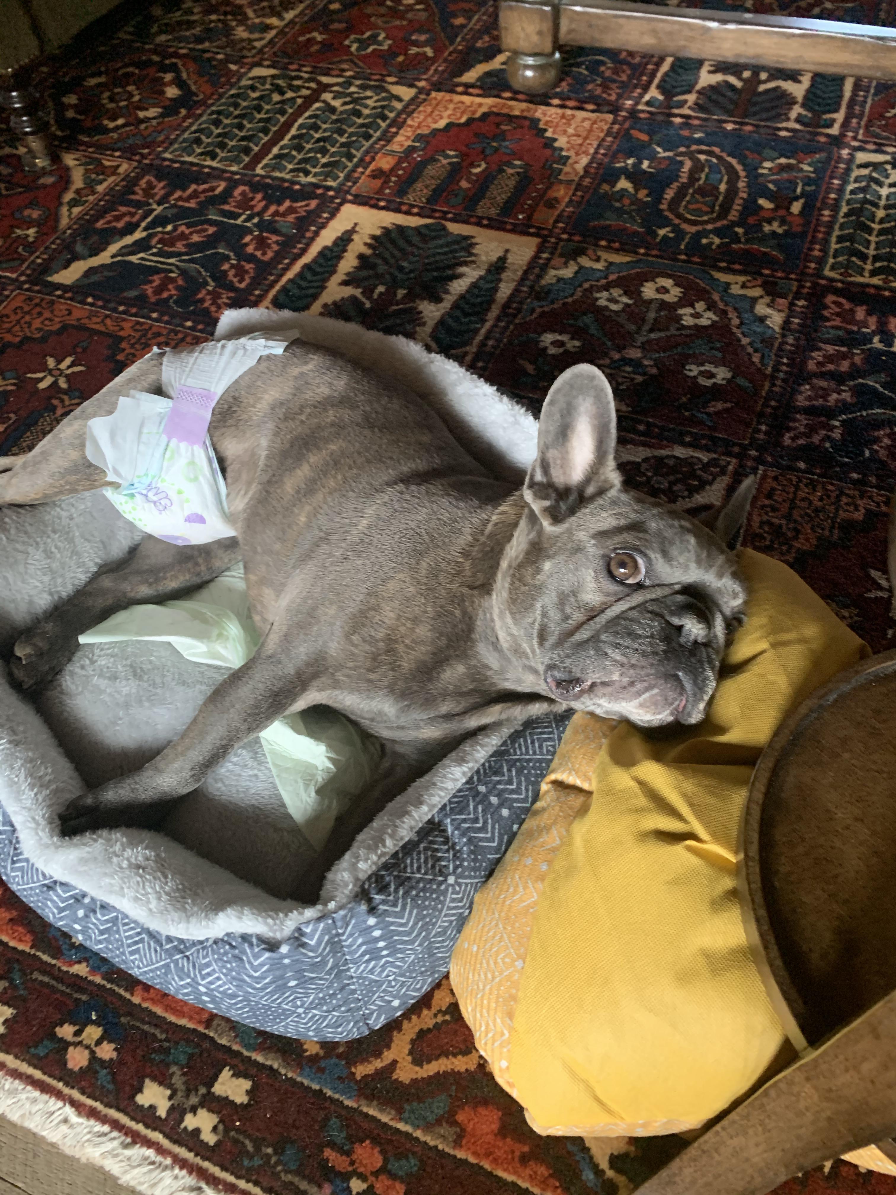 Otis here just got back from the vet. His legs are paralyzed right now