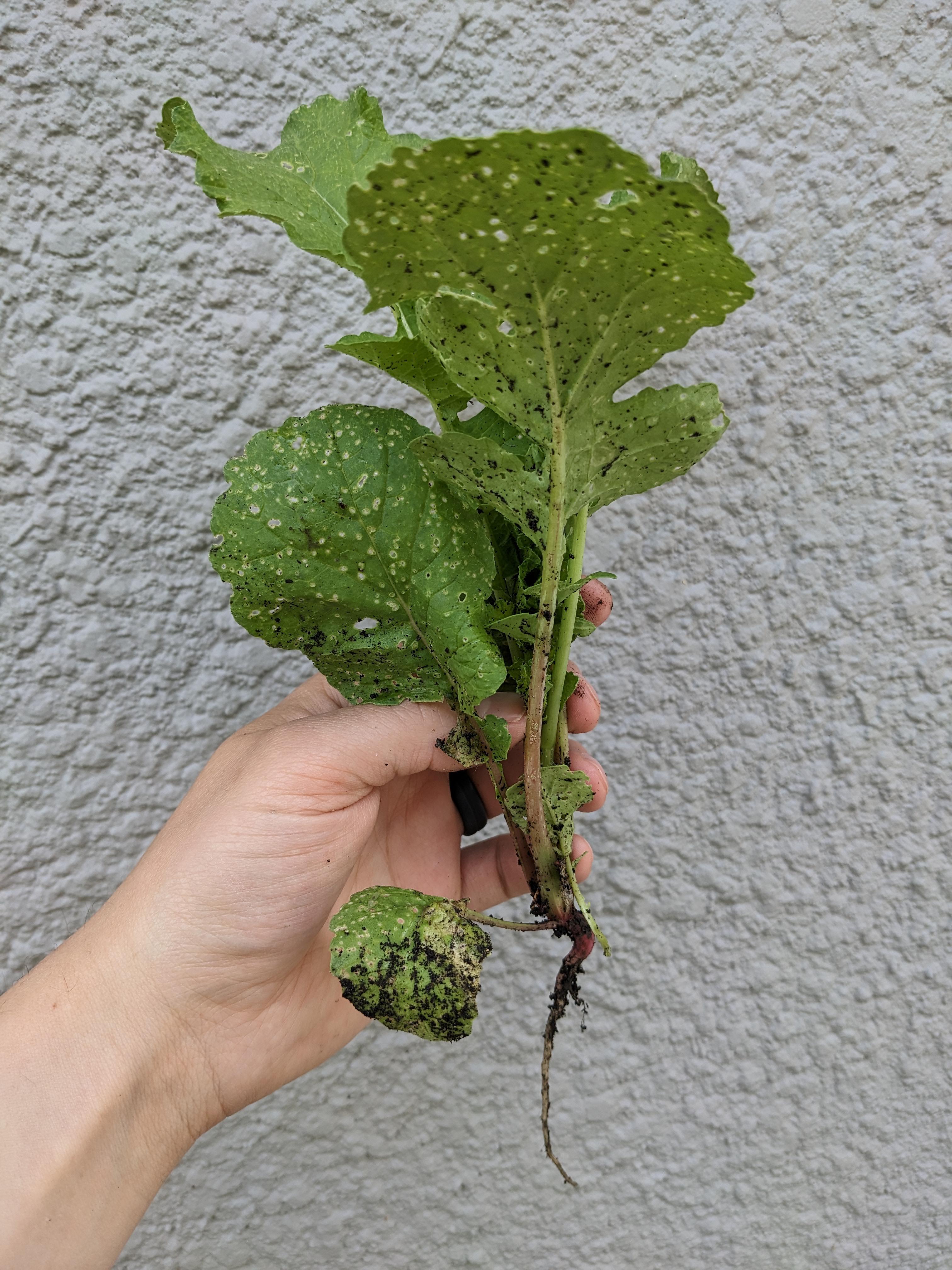 Did my radishes bolt and just not tell me? Gahh! r/ManitobaGardening