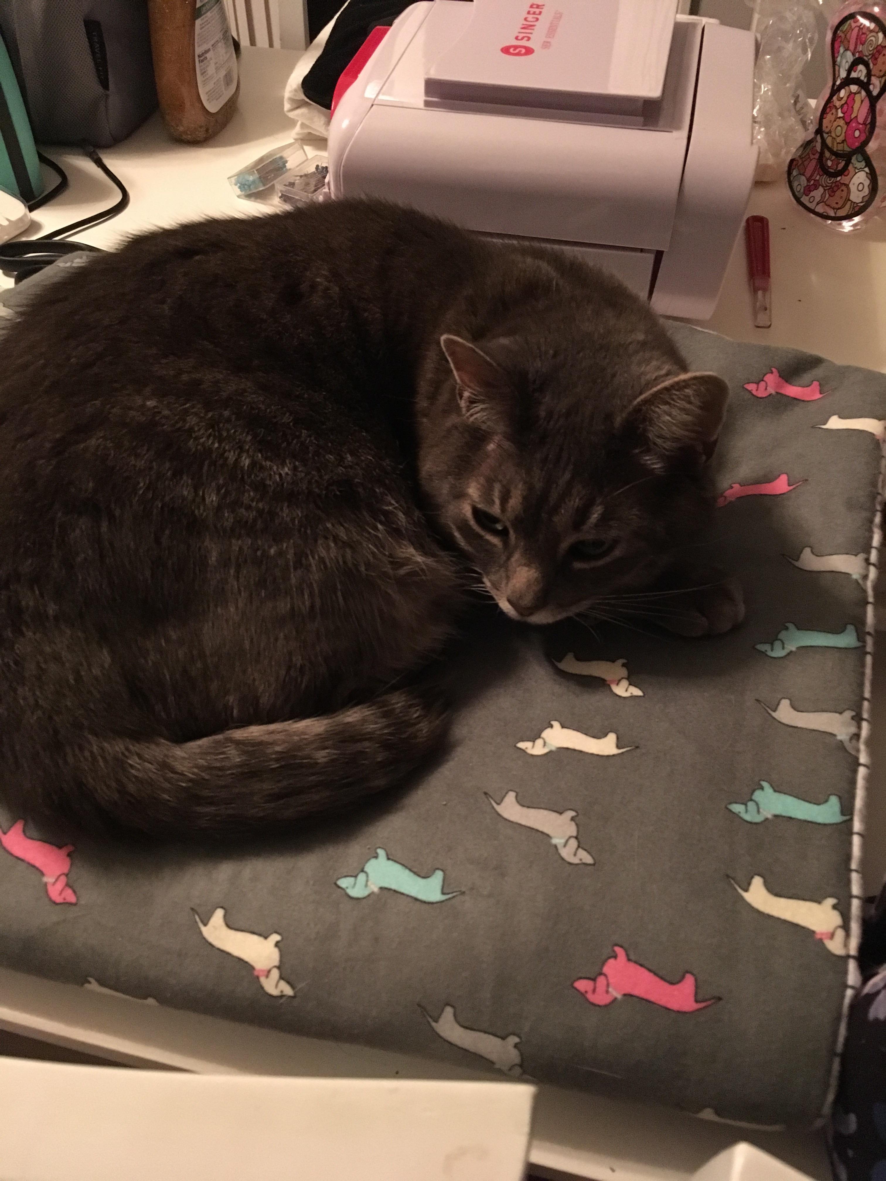 Made a blanket for the dog... r/sewing