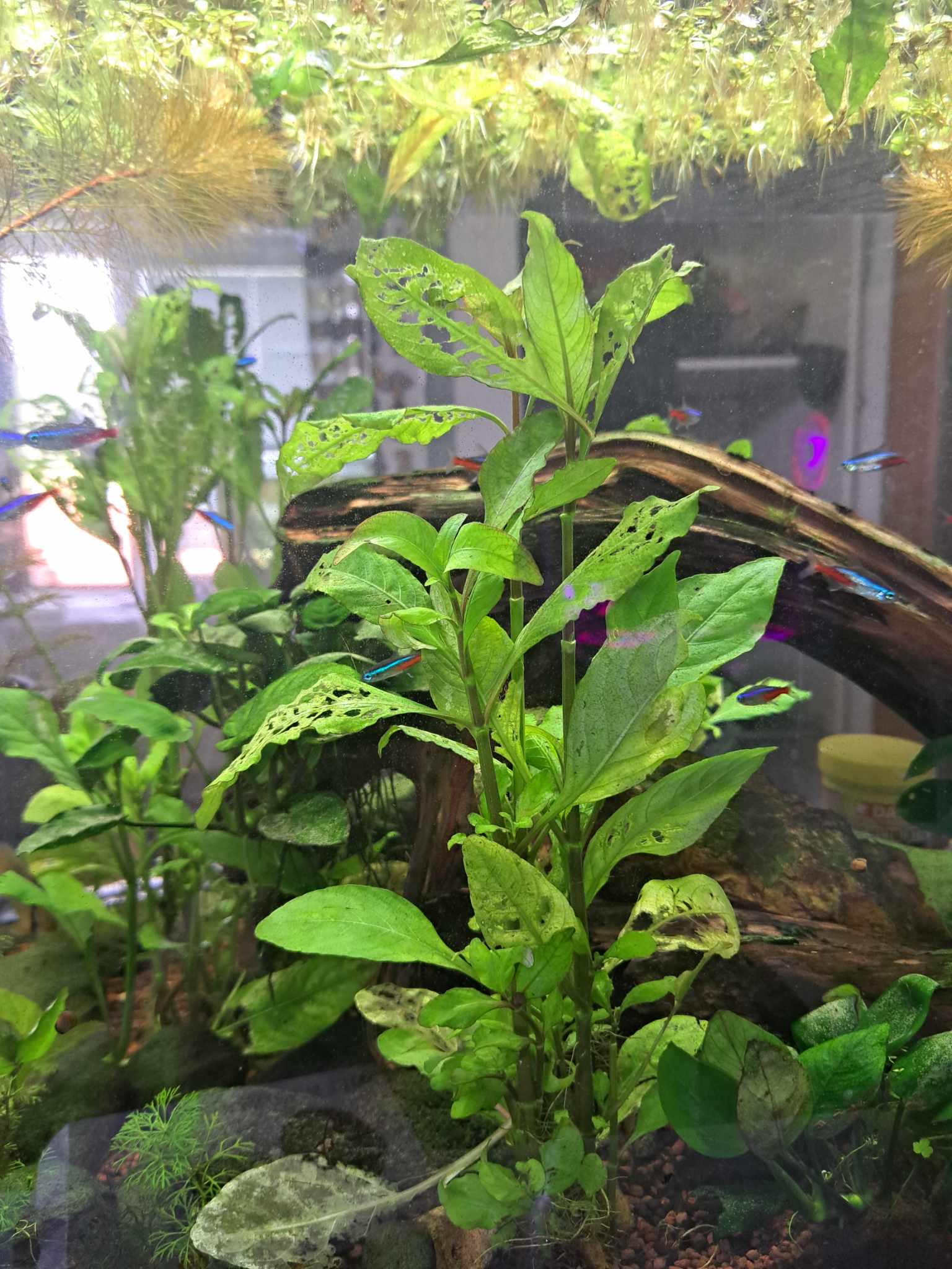 Hi, this is normal for the plant to have so many holes and leaves fall off, every plant of this