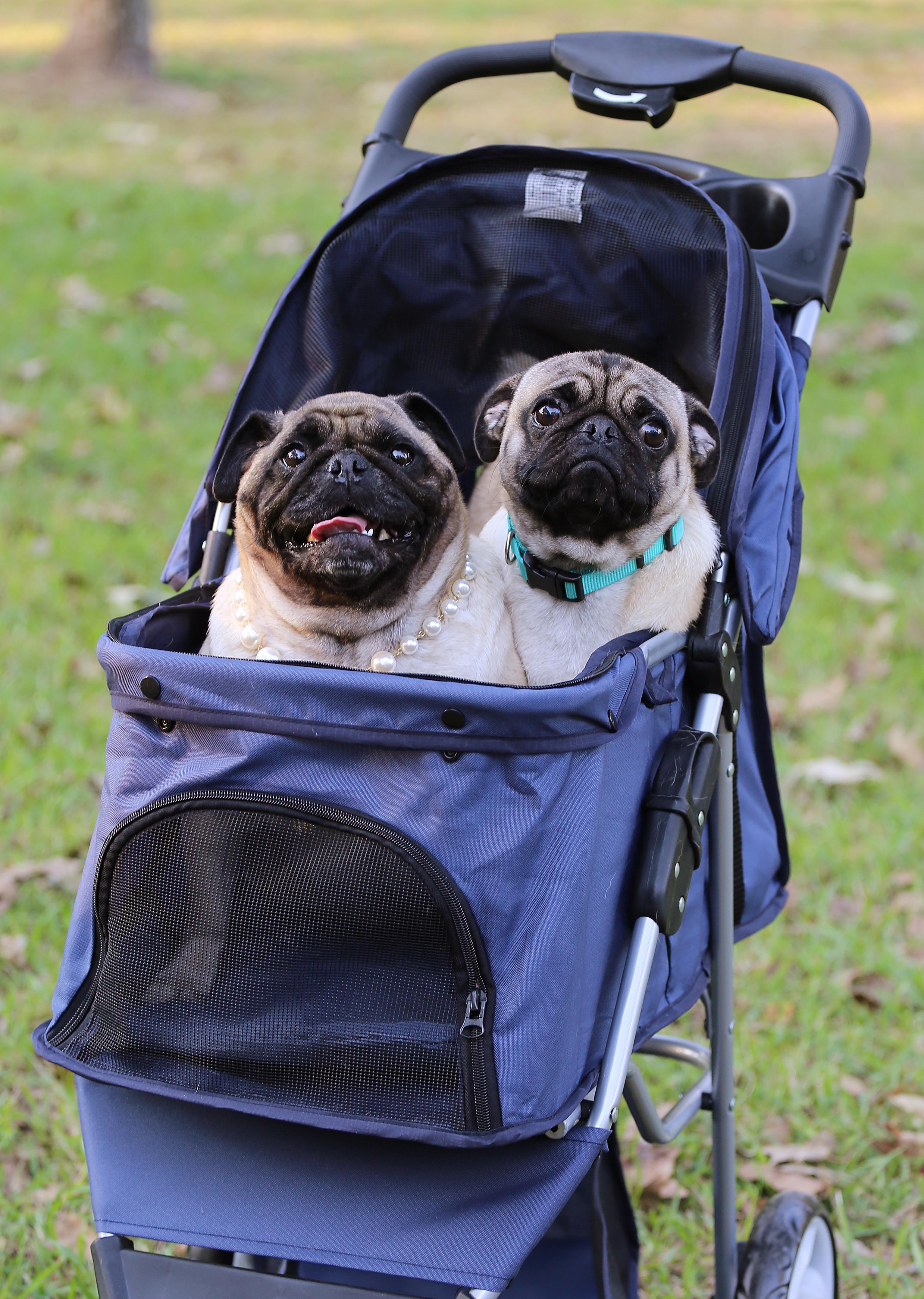 Best mail day ever — my dog stroller was delivered! r/pugs