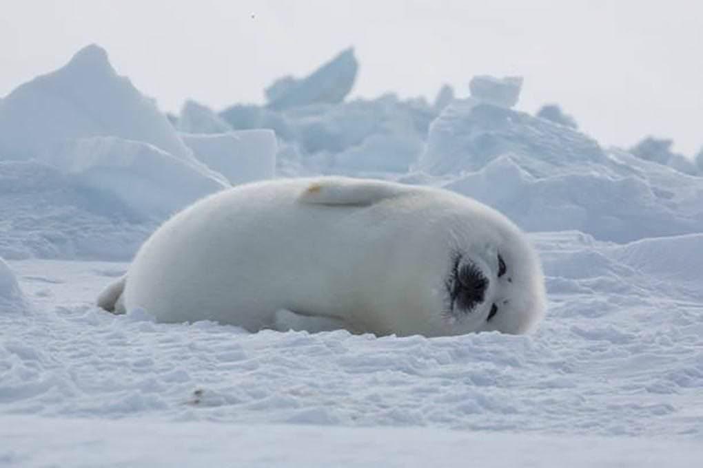 Cute fluffy seal r/aww