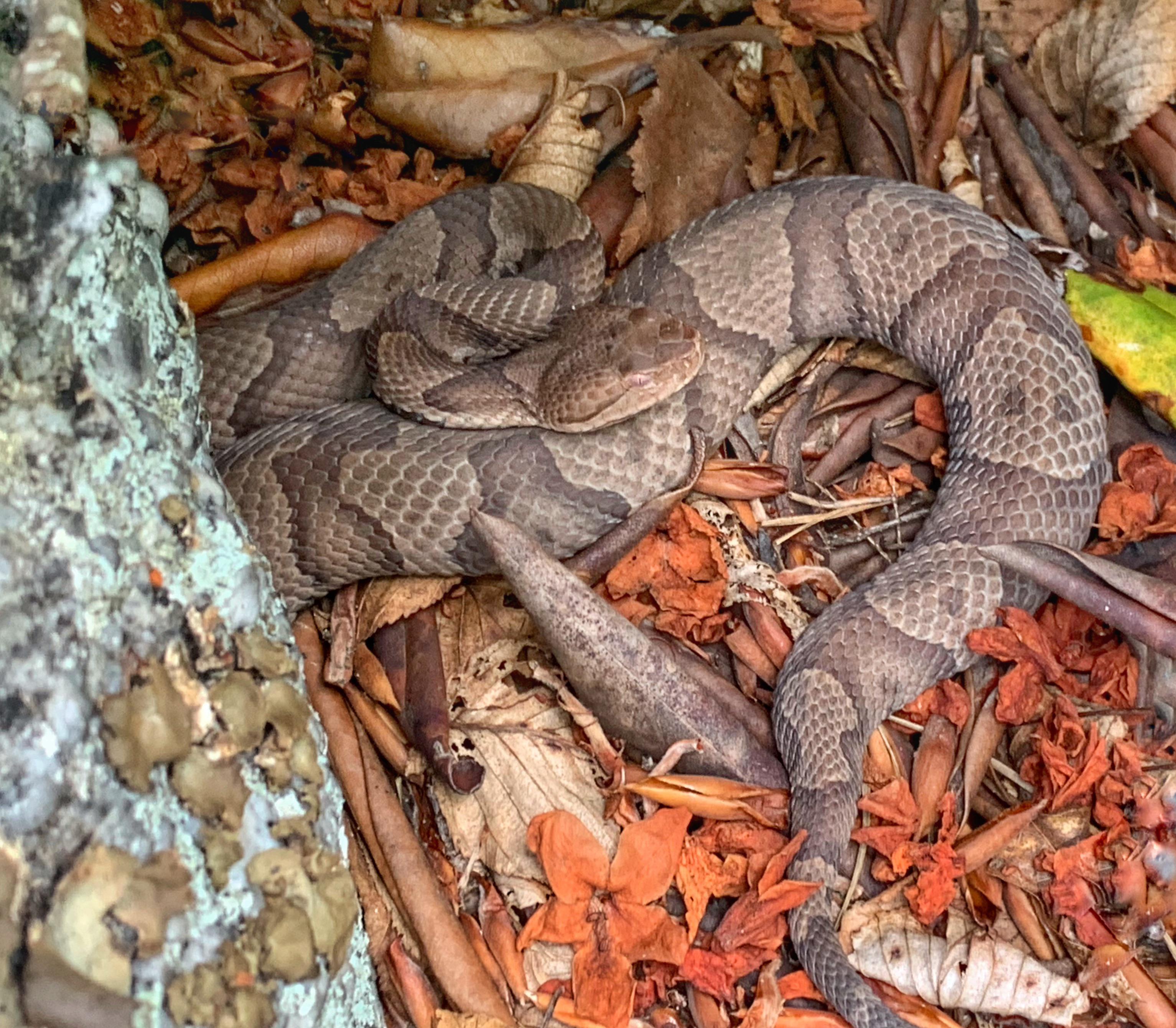 Copperhead. Eastern PA after failing many times in New England. It was