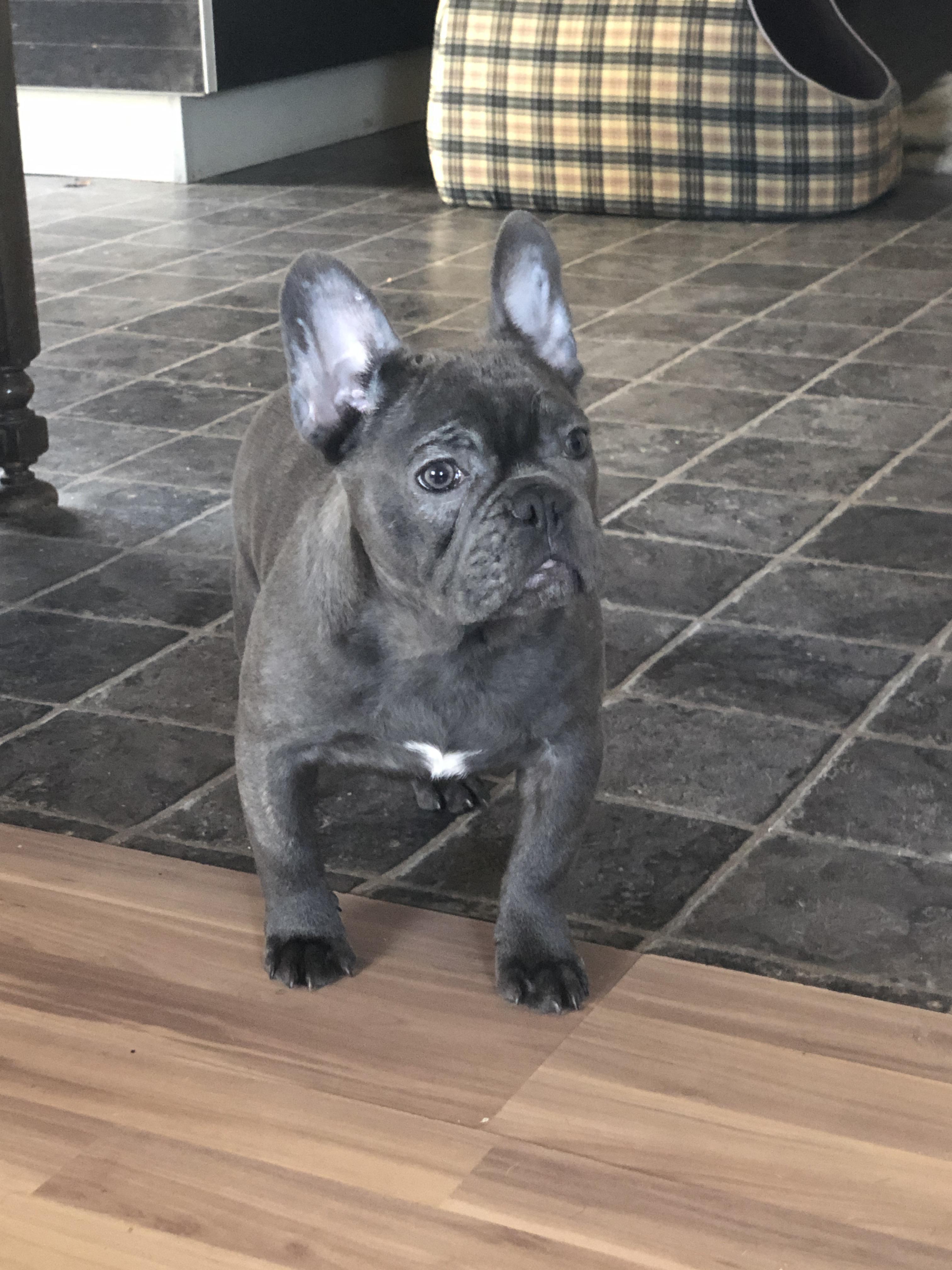 Frank the blue frenchie😍 r/Frenchbulldogs
