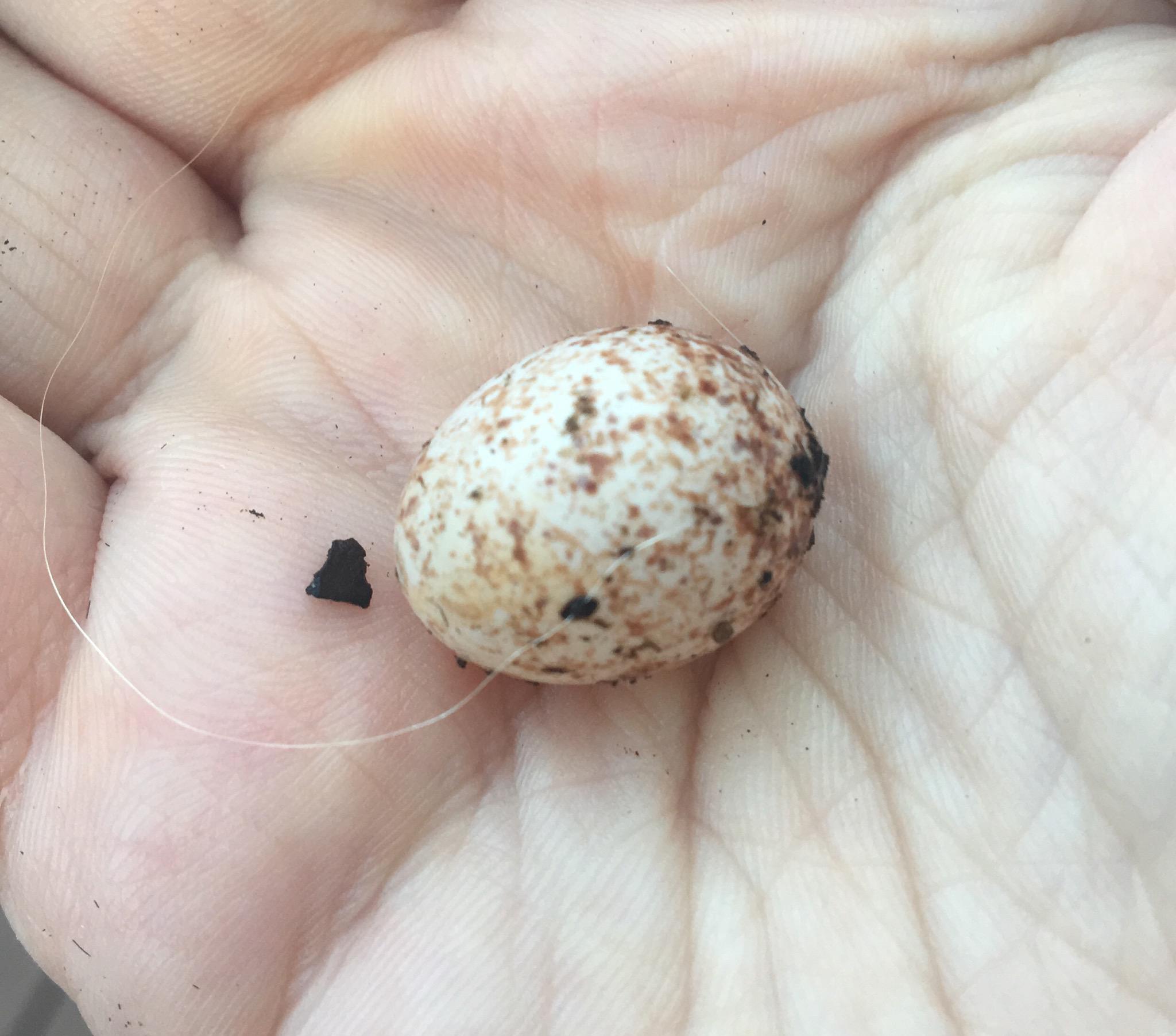 What is this bird egg found in a planter? r/whatsthisbird