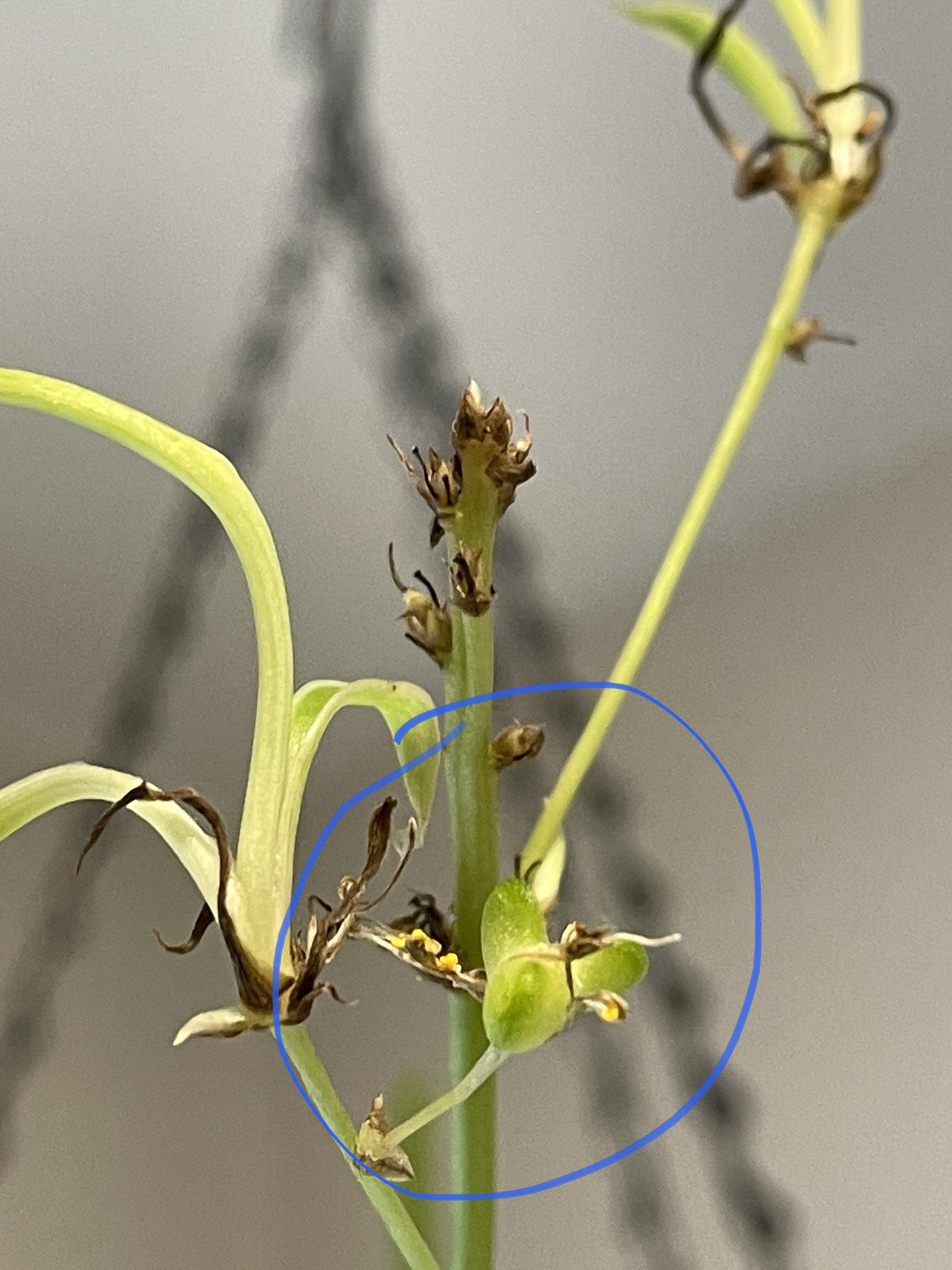 My spider plant has its first seed pod... what now?