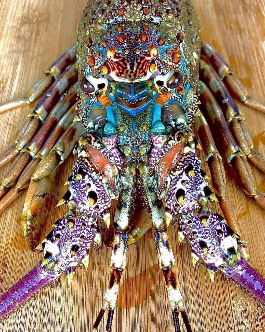 Rainbow lobster. r/oceans
