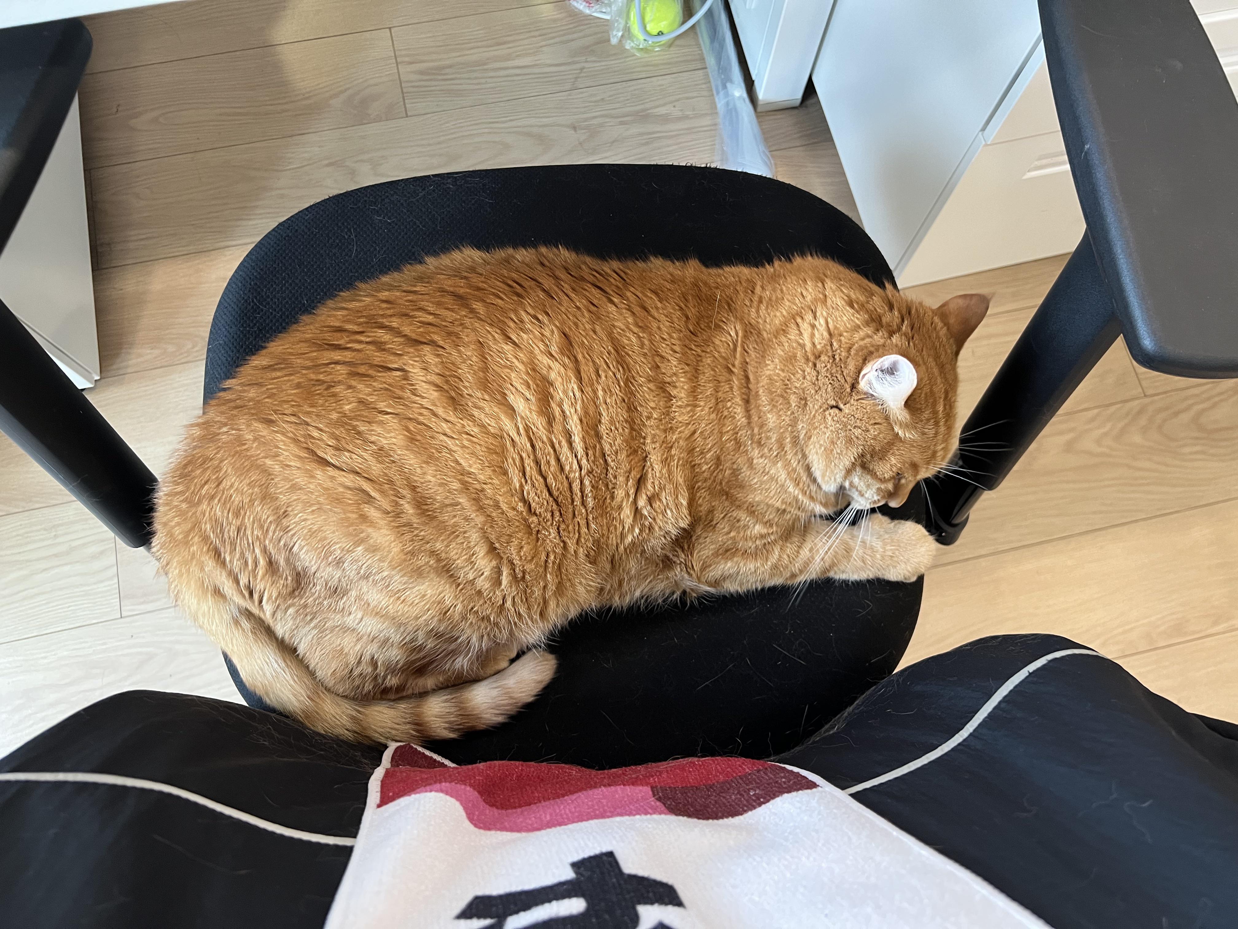 The office cat loves my chair dearly. Cleaning my chair has a