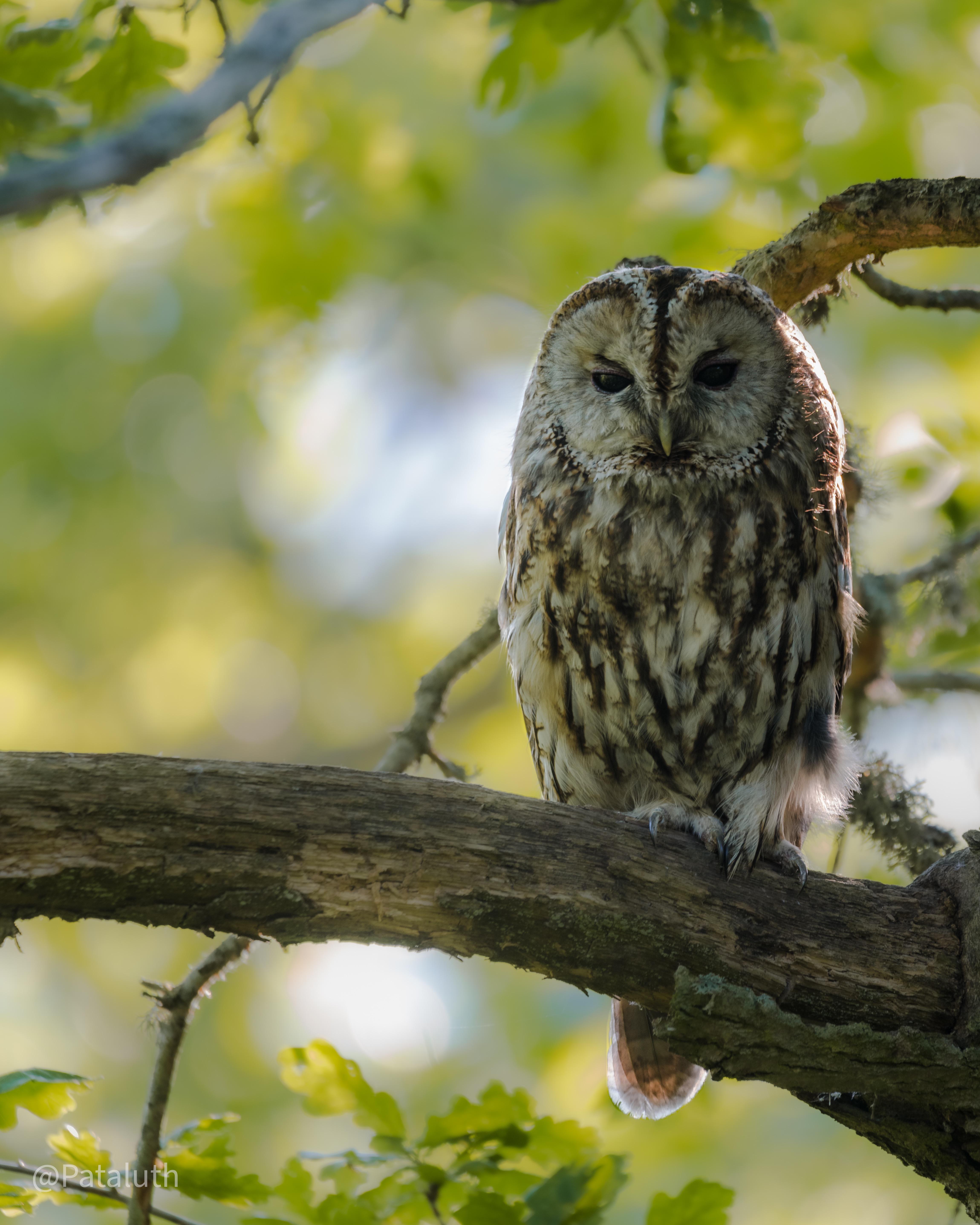 I saved this tawny owl from a bunch of blackbirds r/Owls