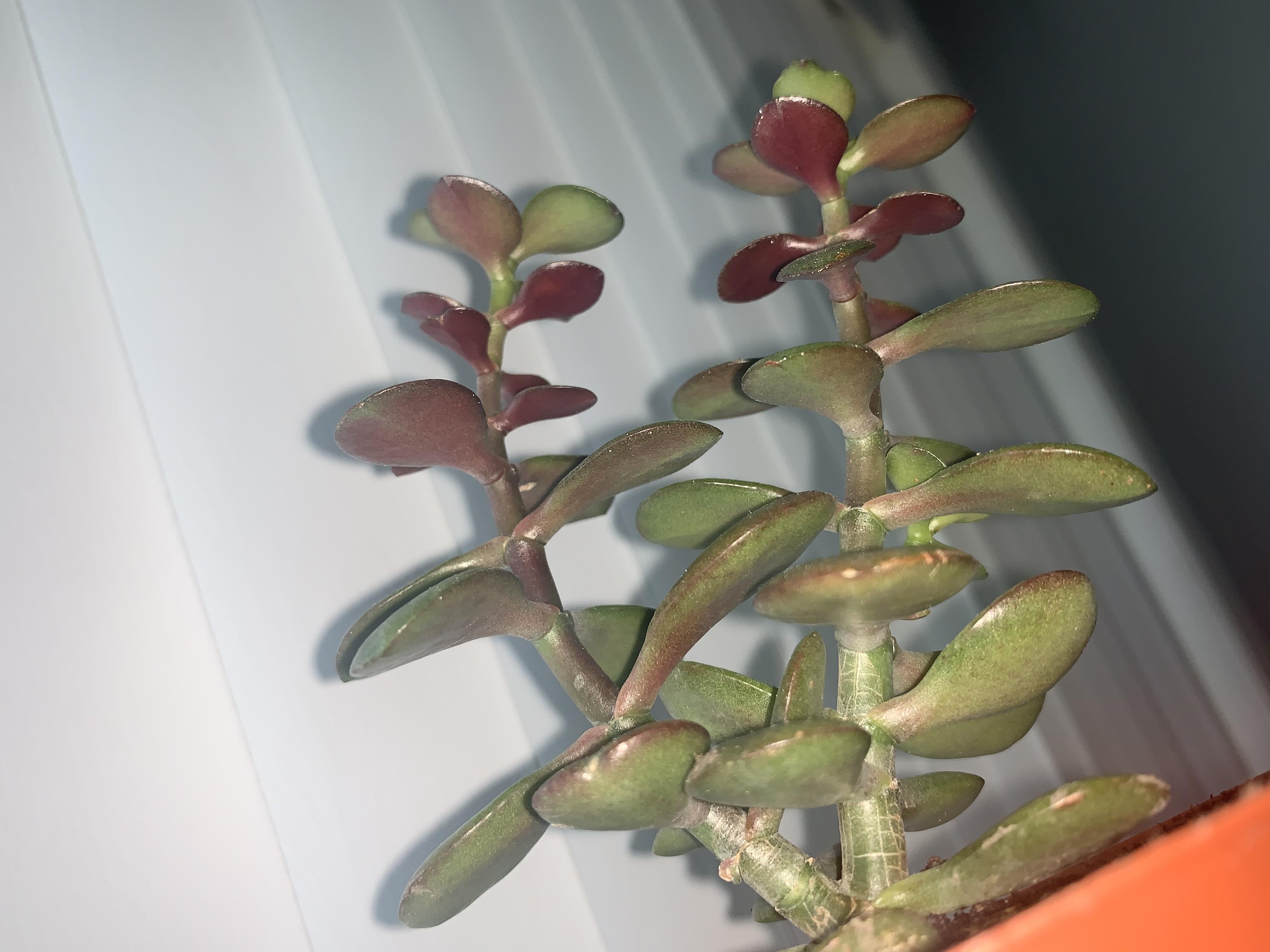 Does any one have any tips about purpling leaves of my jade? I noticed