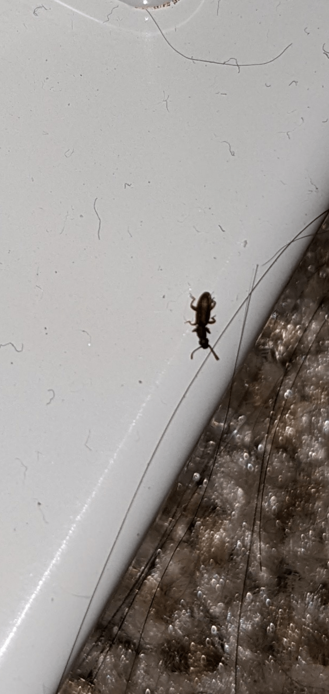 I keep finding these things all over my apartment but not in my bed