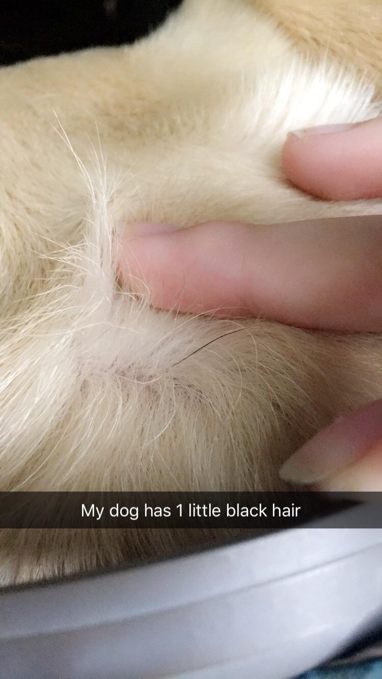 My yellow lab has a single black hair on the back of his