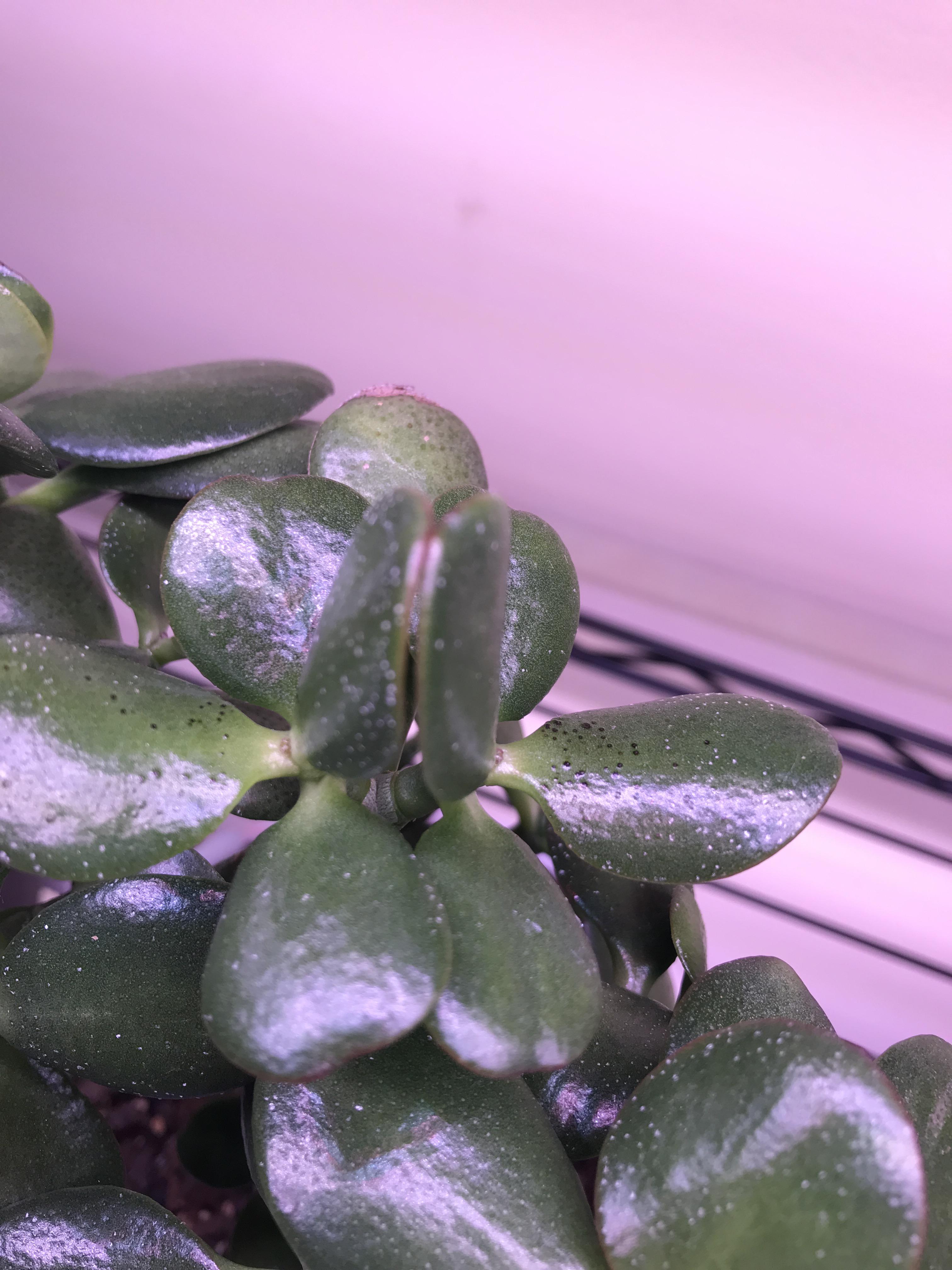 Jade plant, black spots, help? r/Bonsai