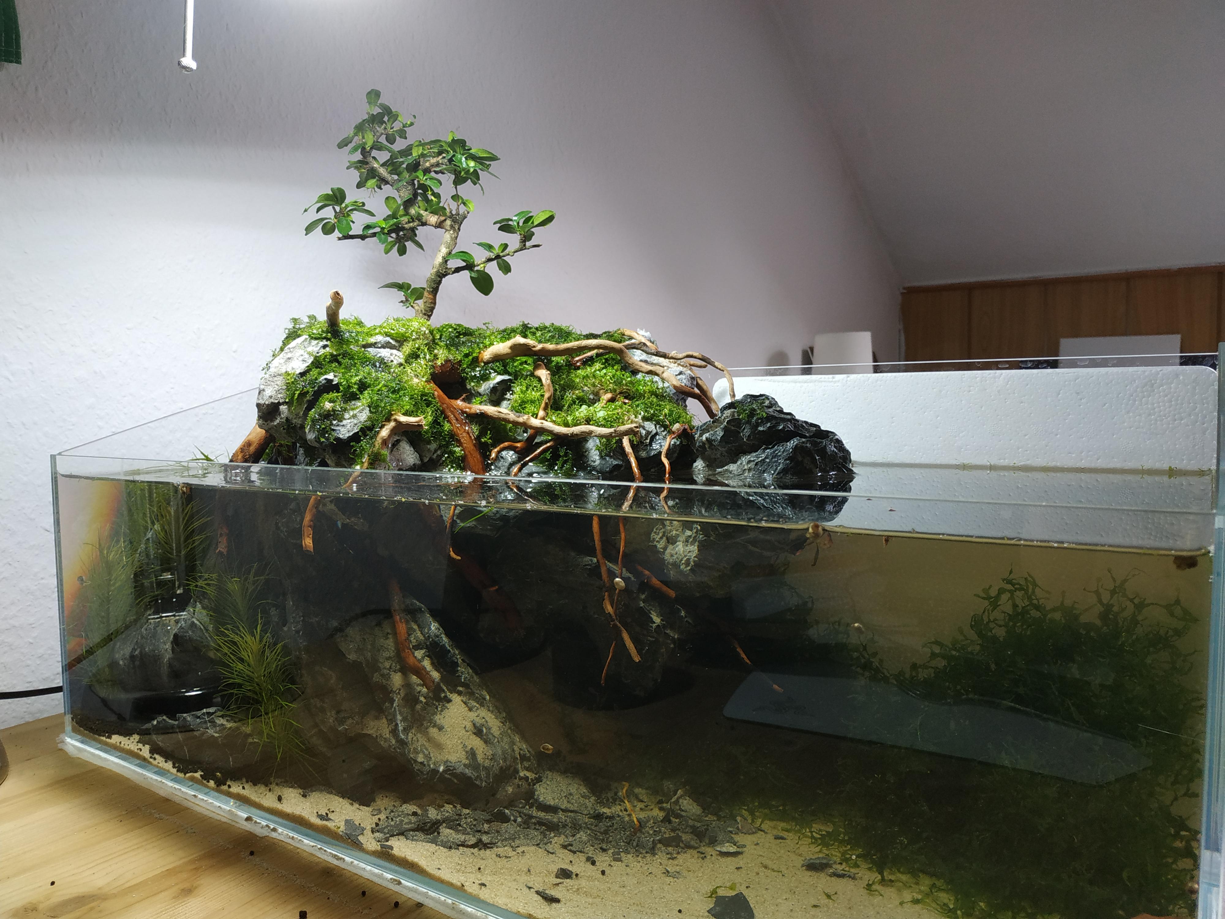 Got my first Bonsai for my paludarium, someone on /r/Aquariums said you
