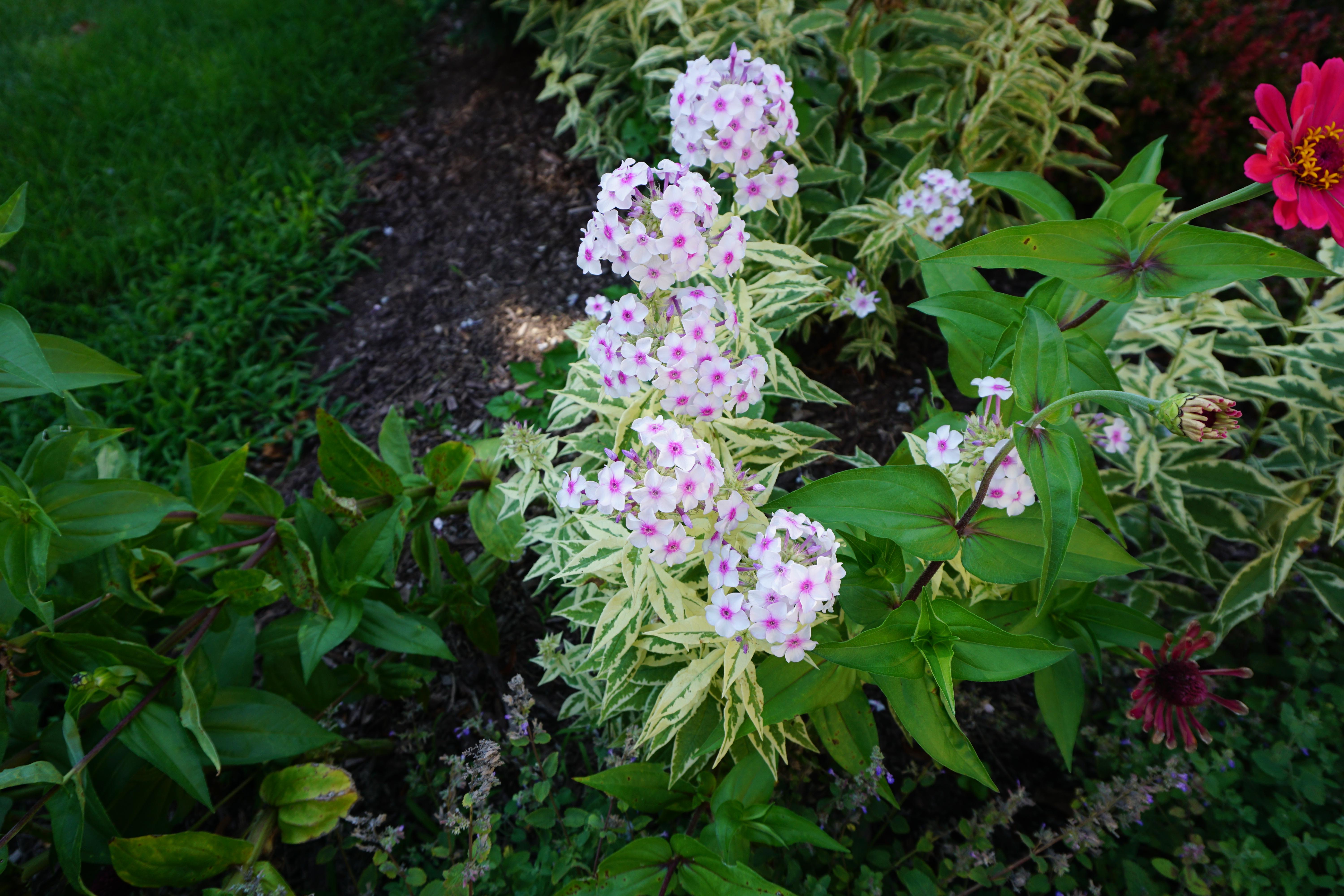 What are these pretty flowers, blooming in Illinois, Zone 5, during July? r/whatsthisplant